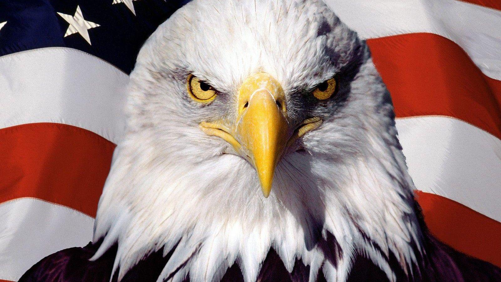 1600x900 Bald Eagle Background Wallpaper 19752
