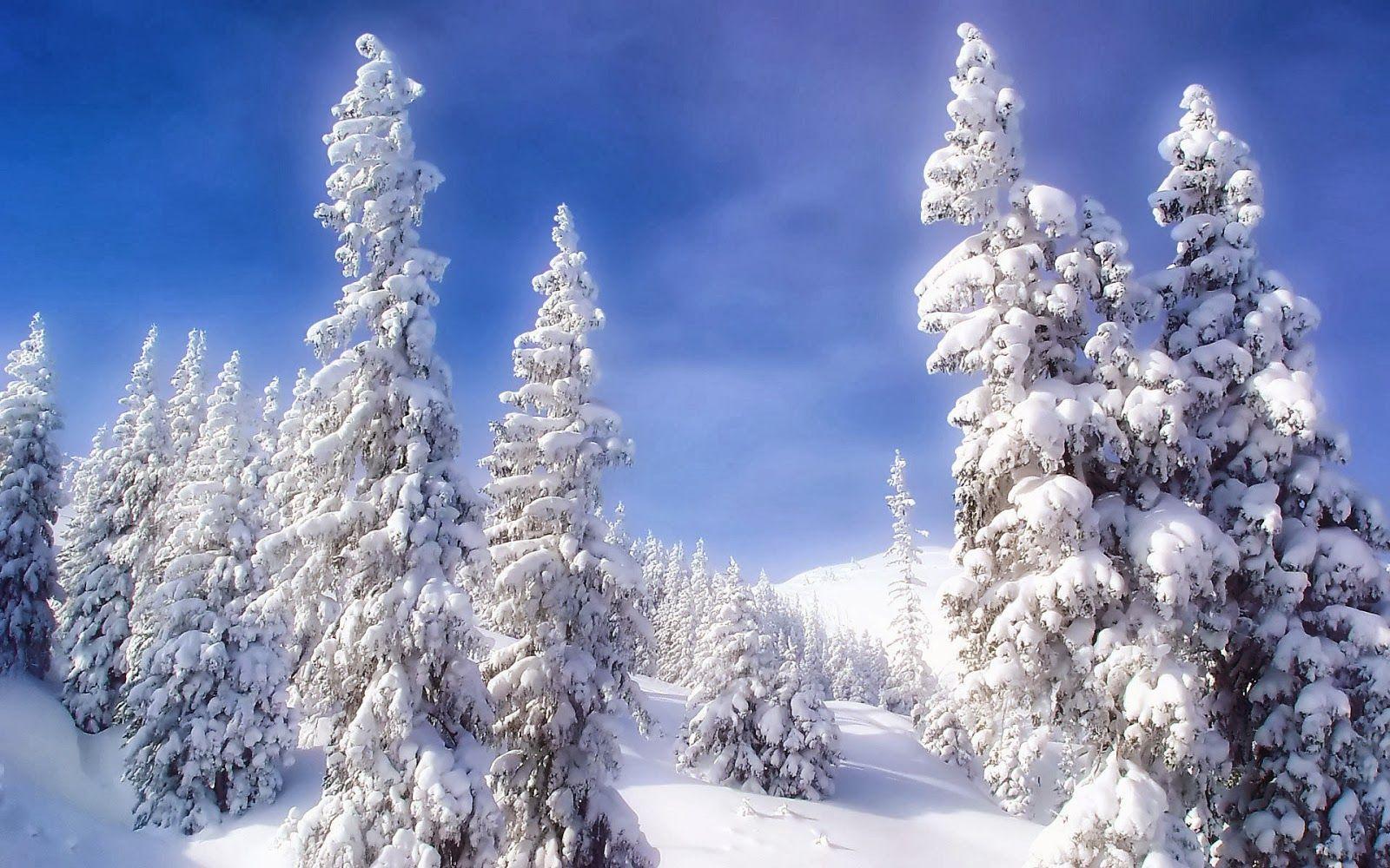1600x1000 Free download Snow Fall Winter HD Wallpaper HD Wallpaper Blog [1600x1000] for your Desktop, Mobile & Tablet. Explore Fall Winter Wallpaper Background. Thanksgiving Wallpaper, Download Free Wallpaper