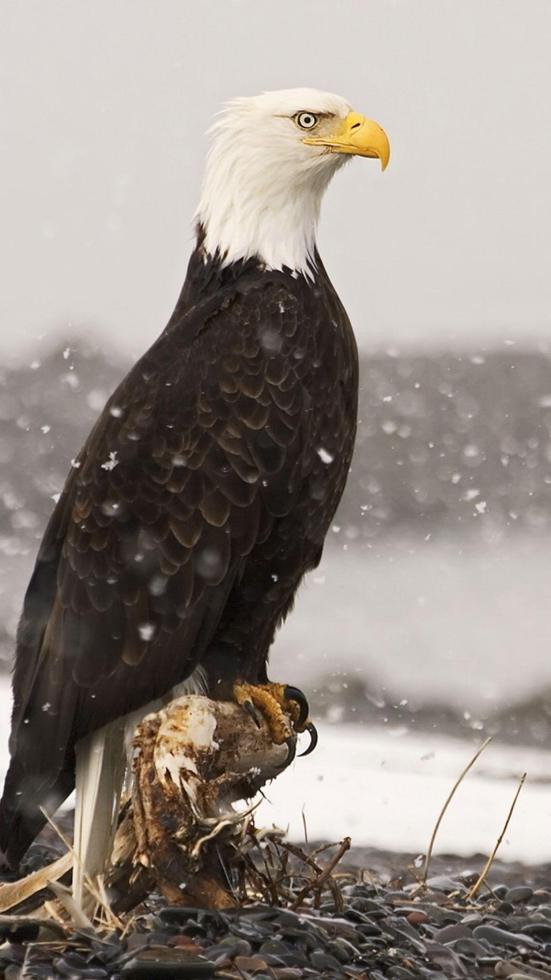 1080x1920 American Bald Eagle Android Wallpaper