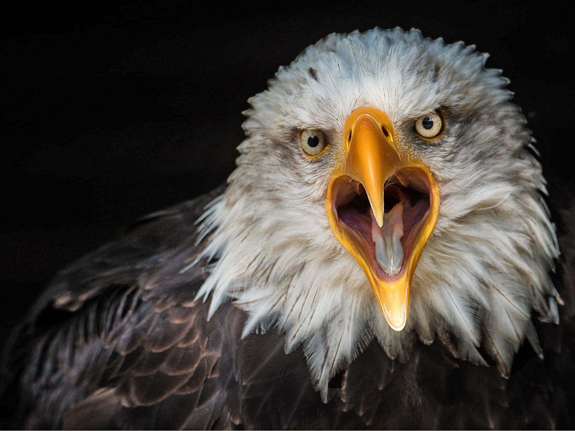 1920x1440 Bird Bald Eagle From Close Up 4k Ultra HD Wallpaper For Desktop Laptop Tablet And Mobile Phones :