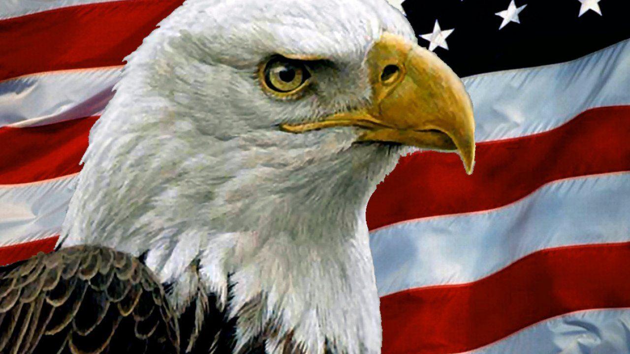 Bald Eagle Cool Wallpapers - Top Free Bald Eagle Cool Backgrounds ...