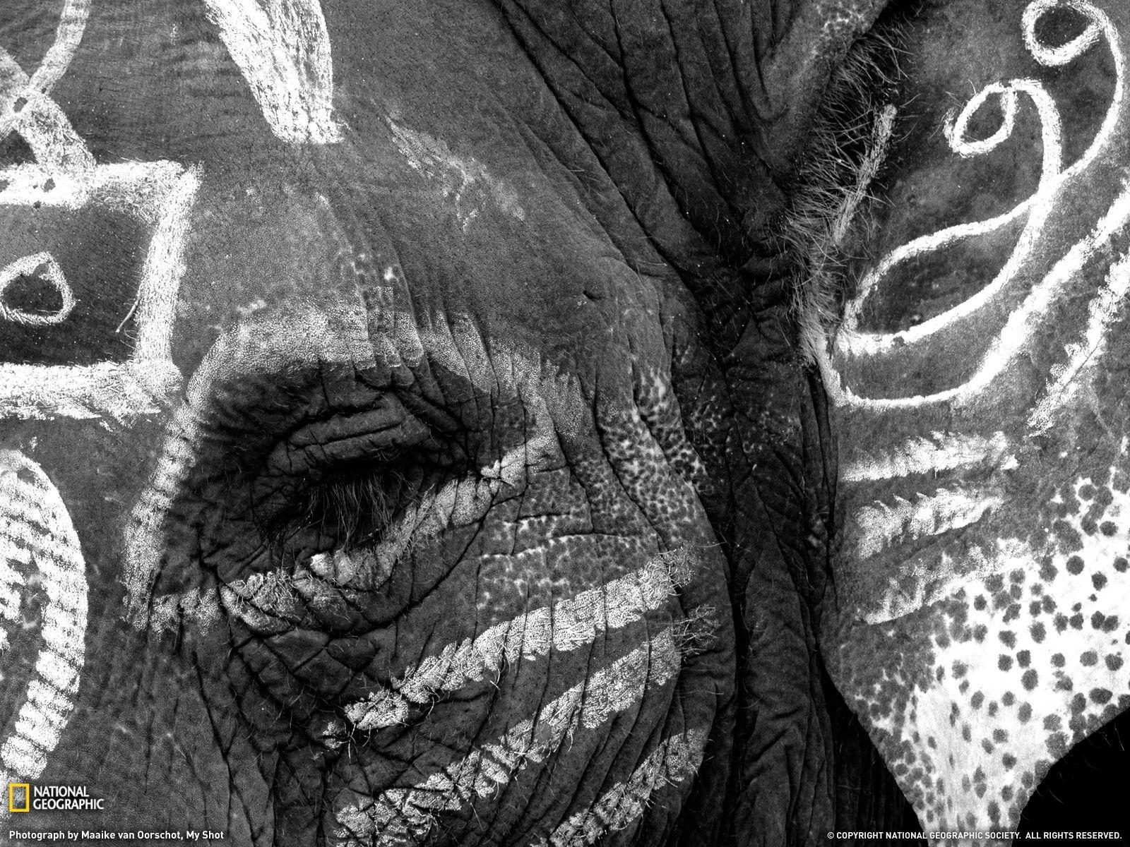 1600x1200 Desktop Elephant HD Wallpaper PixelsTalk Elephant Art Wallpaper High Resolution Drawing Tribal iPhone 1600x1200