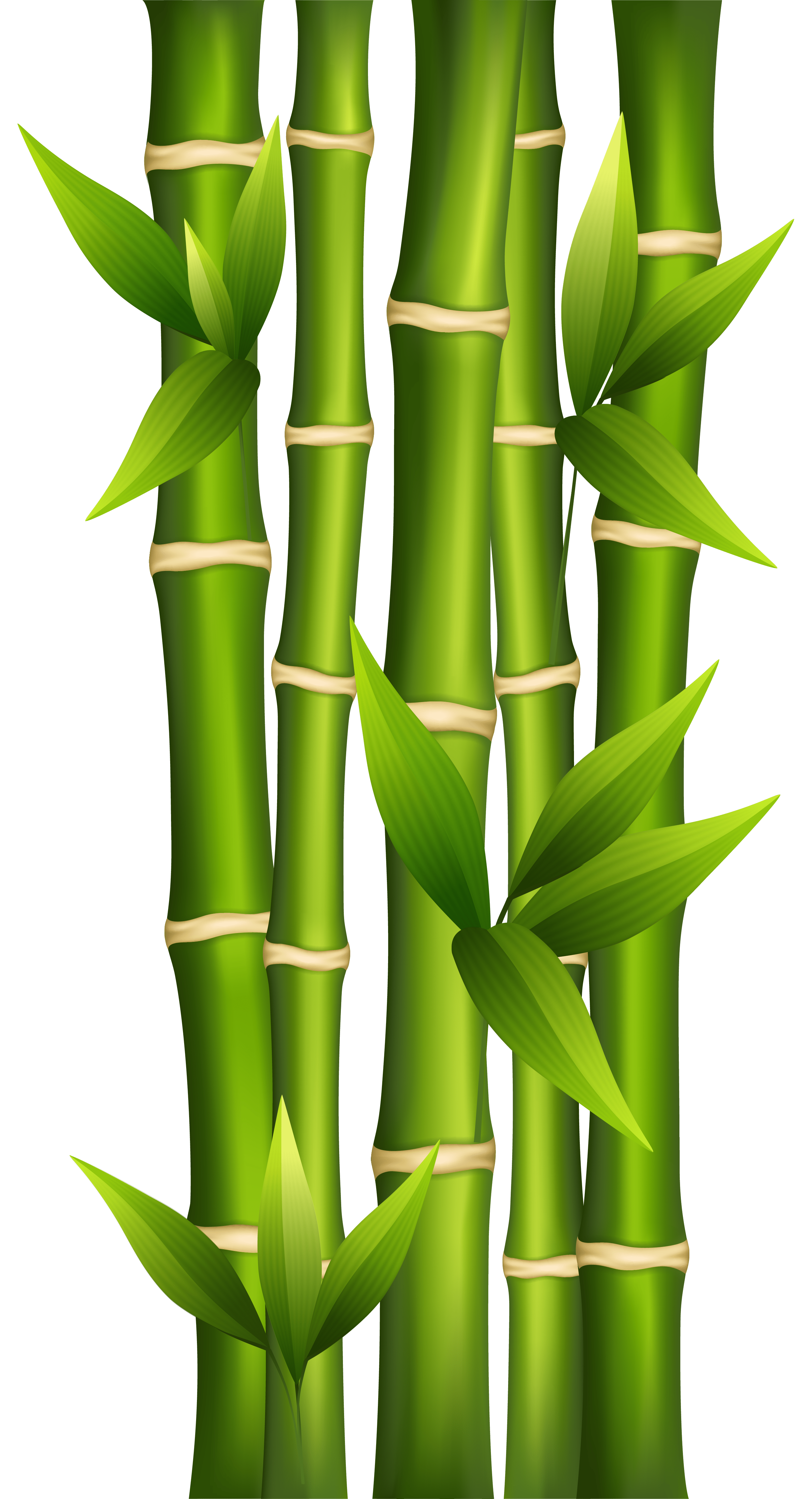 2787x5144 cashadvance6online.com background. id: Bamboo Spa gerbera