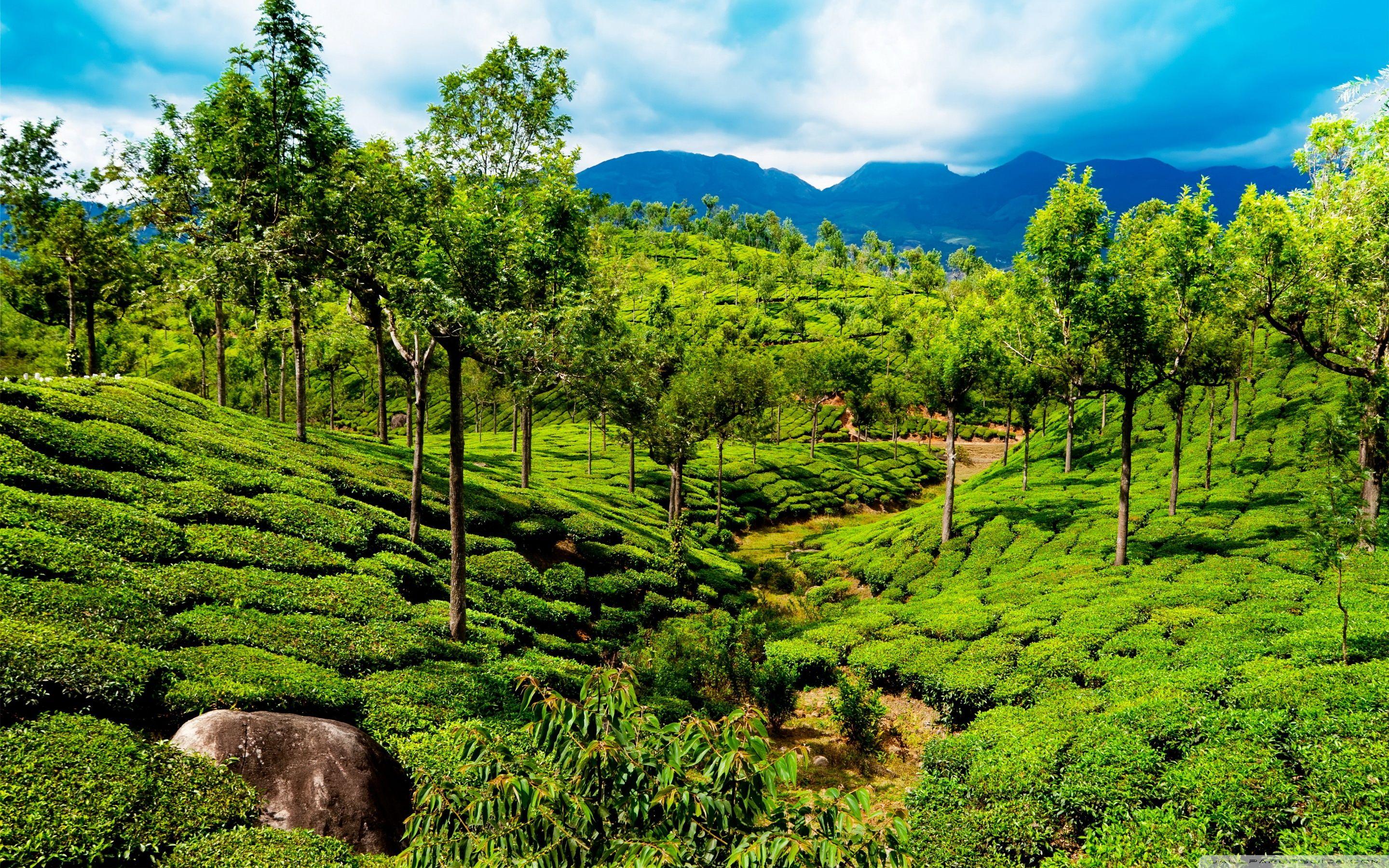 2880x1800 Green tea field, Kerala, India ❤ 4K HD Desktop Wallpaper for 4K