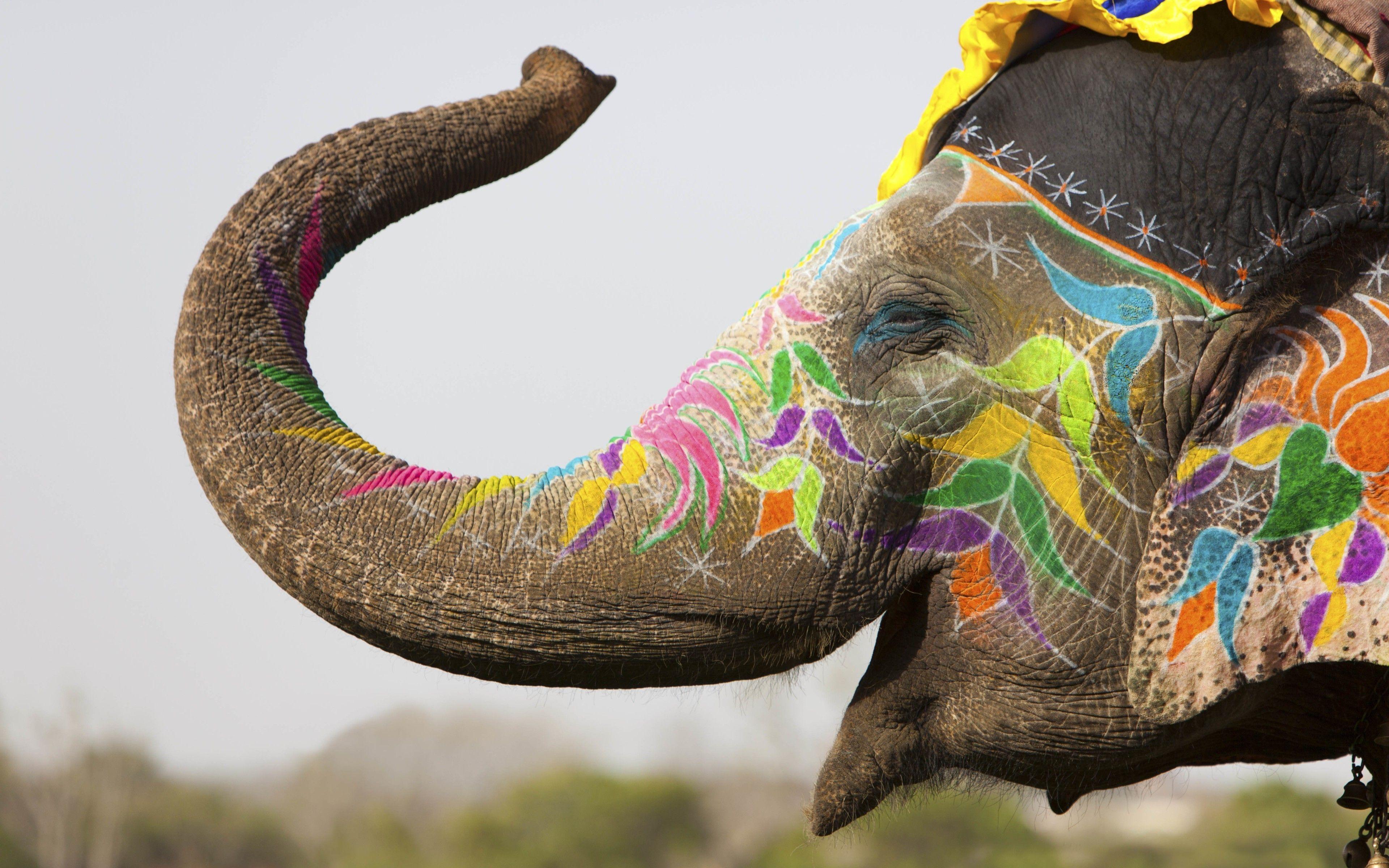 3840x2400 happy, Colorful, Animals, Elephants, India, Depth Of Field, Flowers