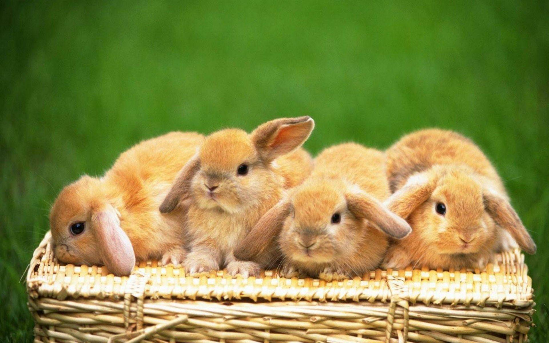 Cute Bunny Wallpapers Desktop