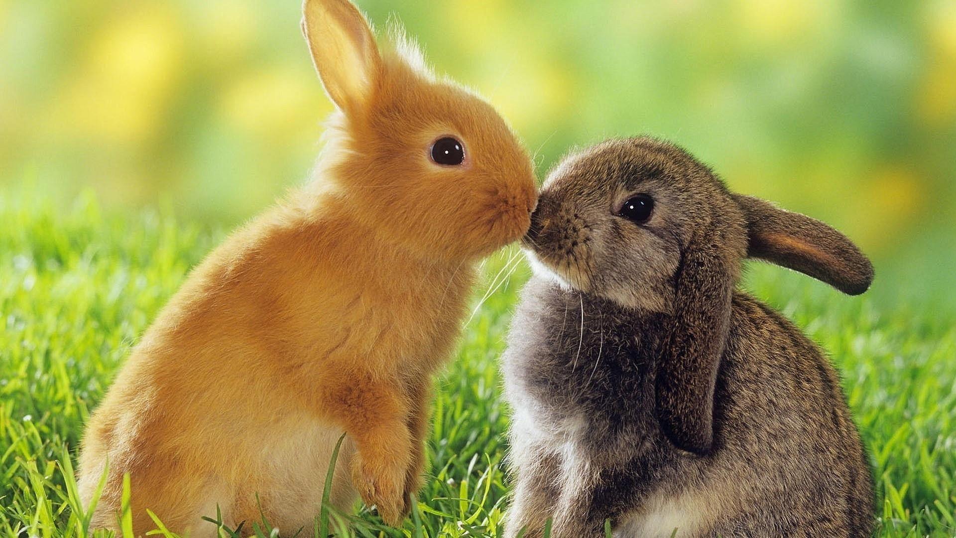 1920x1080 Cute Baby Bunny HD Desktop Wallpaper