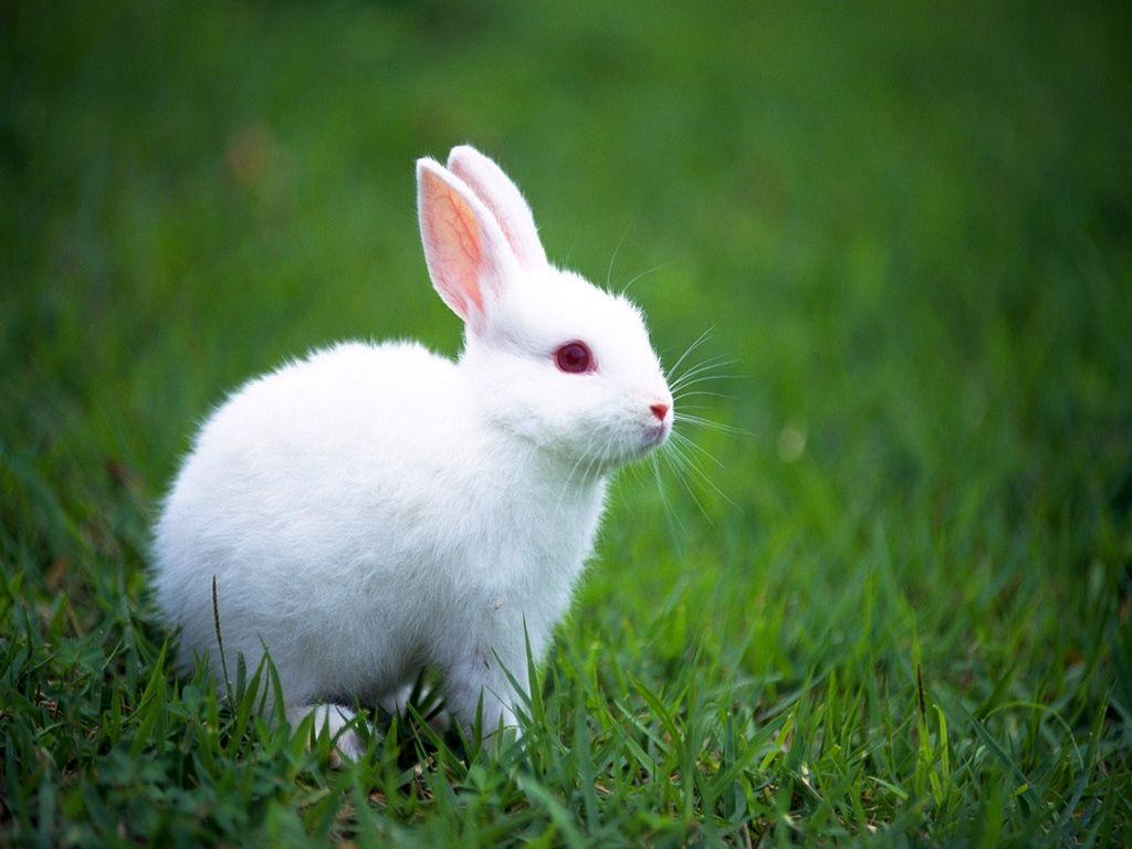 1024x768 Free download Bunny Wallpaper HD Rabbits Wallpaper Cute Bunny Wallpaper [1024x768] for your Desktop, Mobile & Tablet. Explore Bunny Desktop Wallpaper. Baby Bunny Wallpaper, Easter Bunny Desktop Wallpaper, HD Bunny Wallpaper