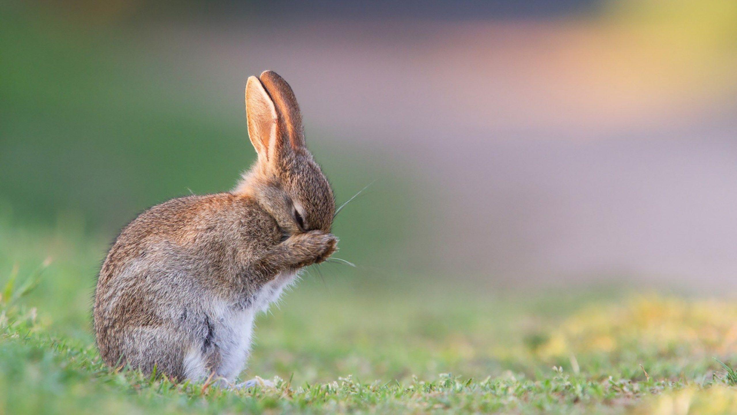 2560x1440 free high resolution wallpaper rabbit. Animals, Cute animals, Happy animals