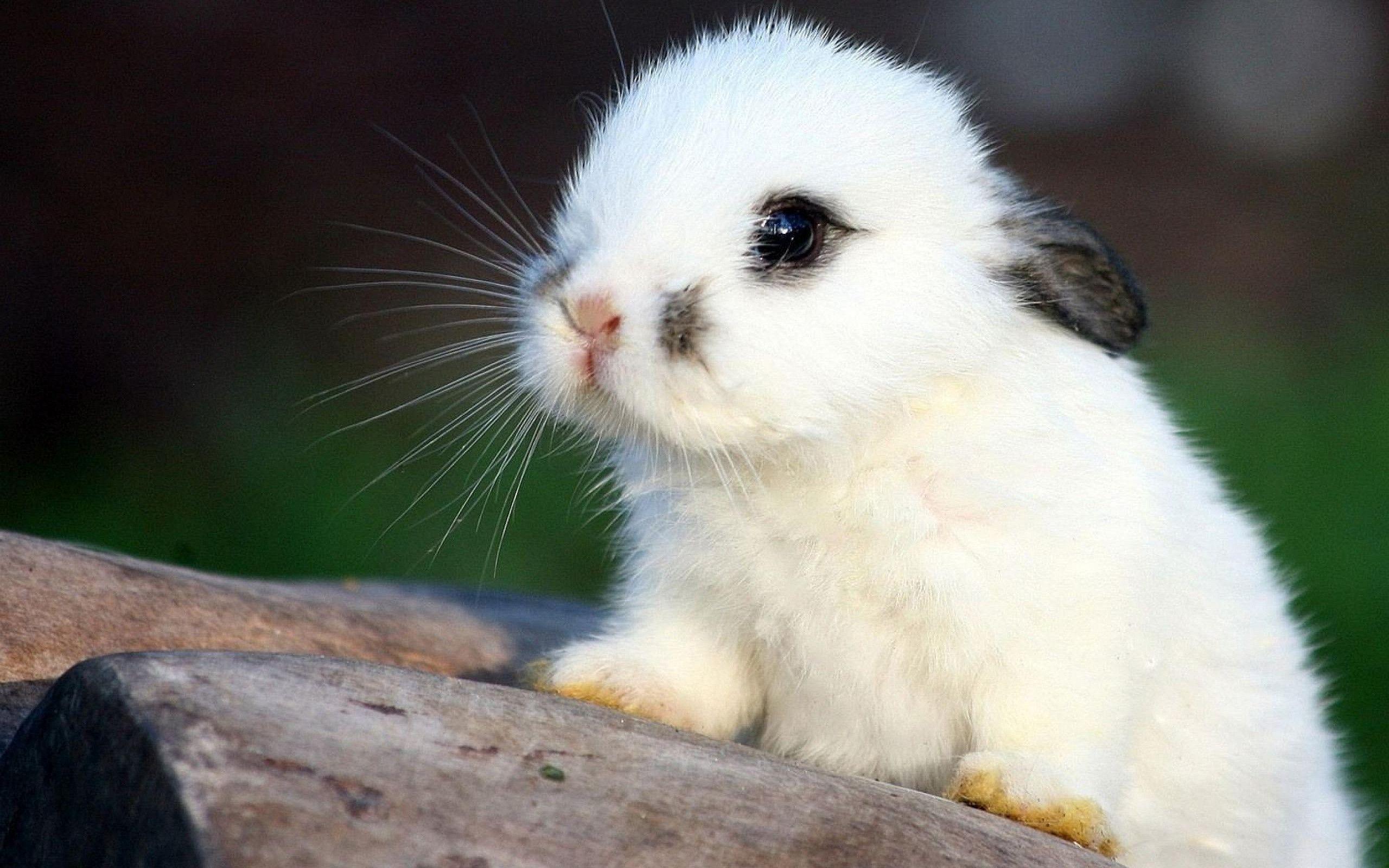 2560x1600 Baby Bunny Wallpaper HD