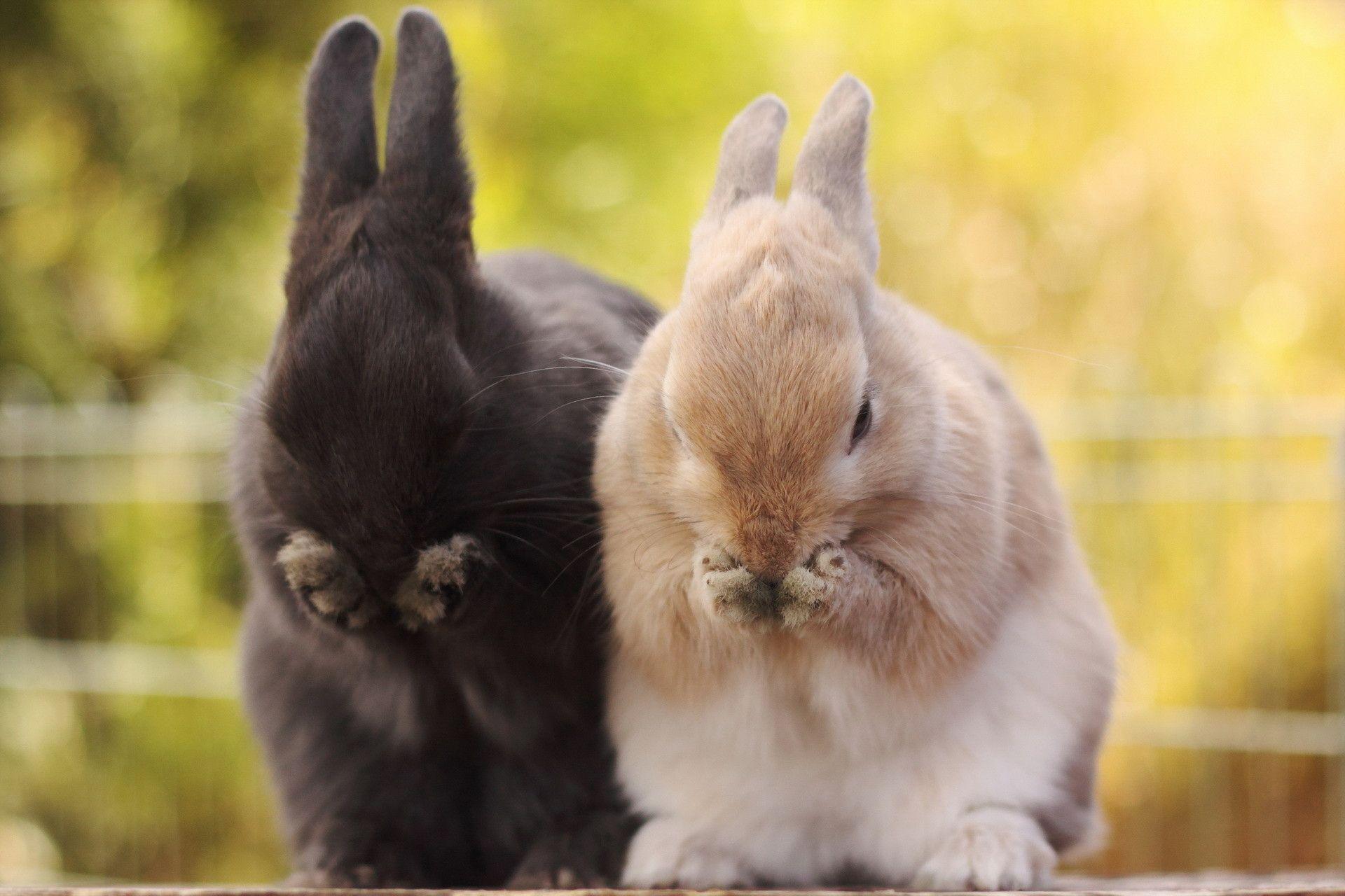 1920x1280 Rabbit Wallpaper For Desktop