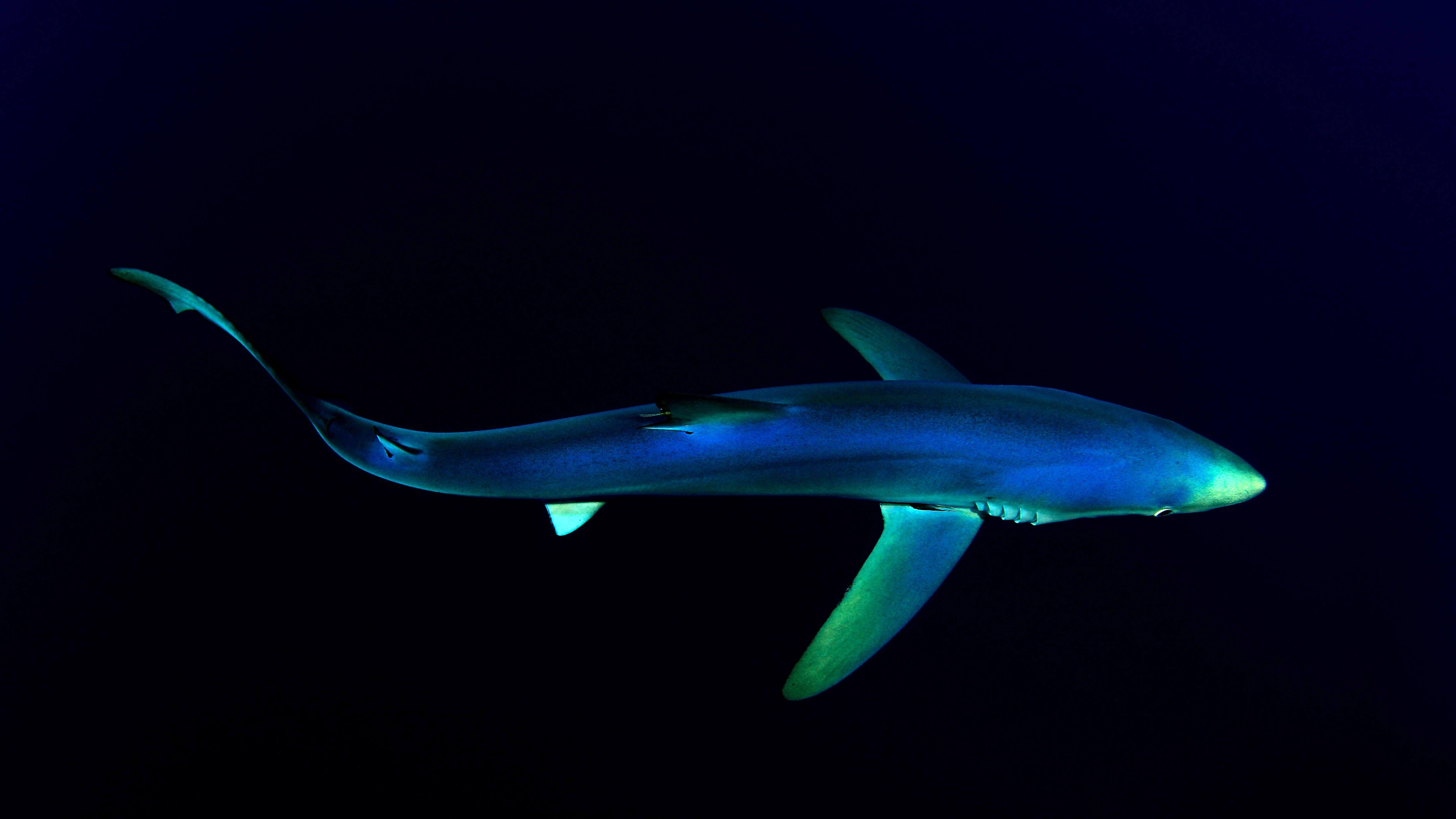 4977x2800 Blue Shark 4K Wallpaper, Underwater, Atlantic Ocean, Deep Sea, Dark background, 5K, Animals