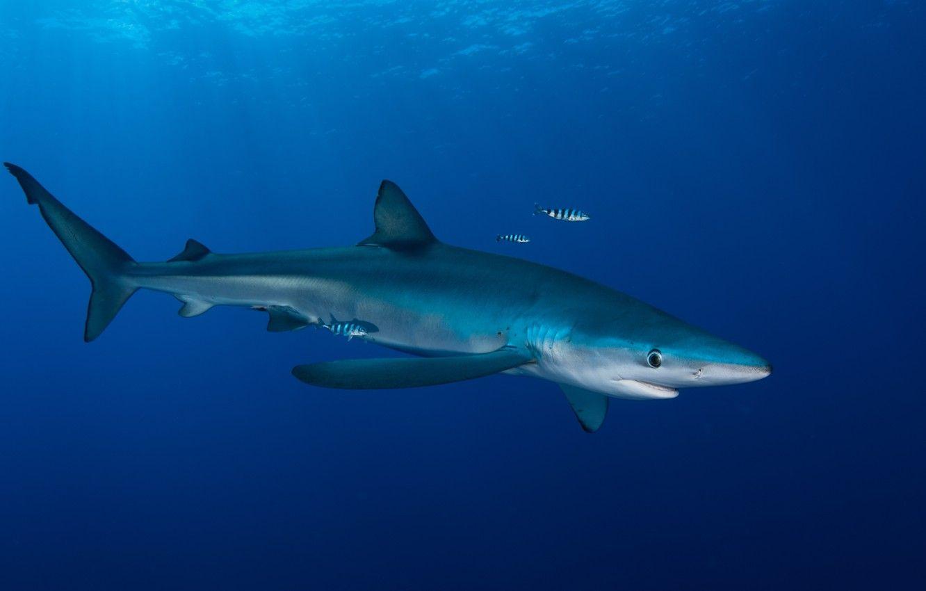 Blue Shark Wallpapers - Top Free Blue Shark Backgrounds - WallpaperAccess