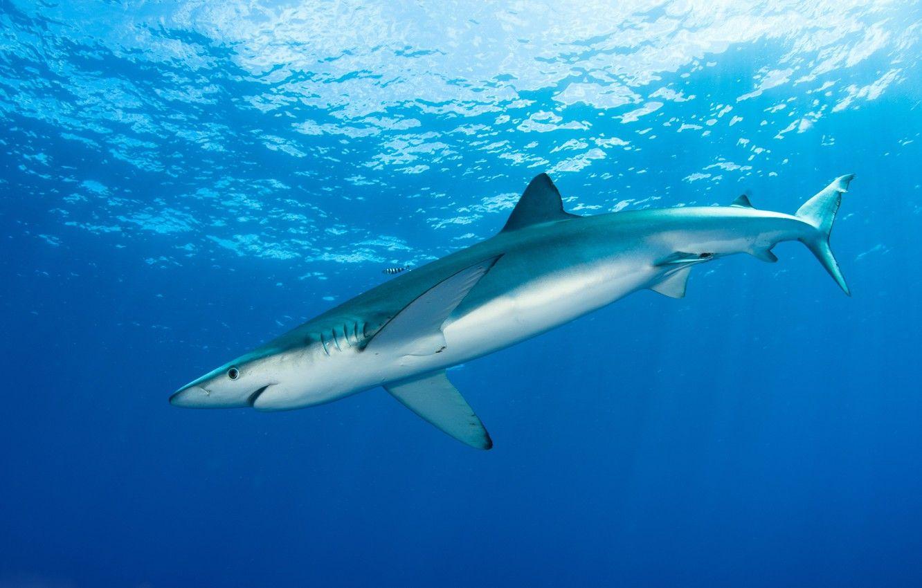 Blue Shark Wallpapers - Top Free Blue Shark Backgrounds - WallpaperAccess