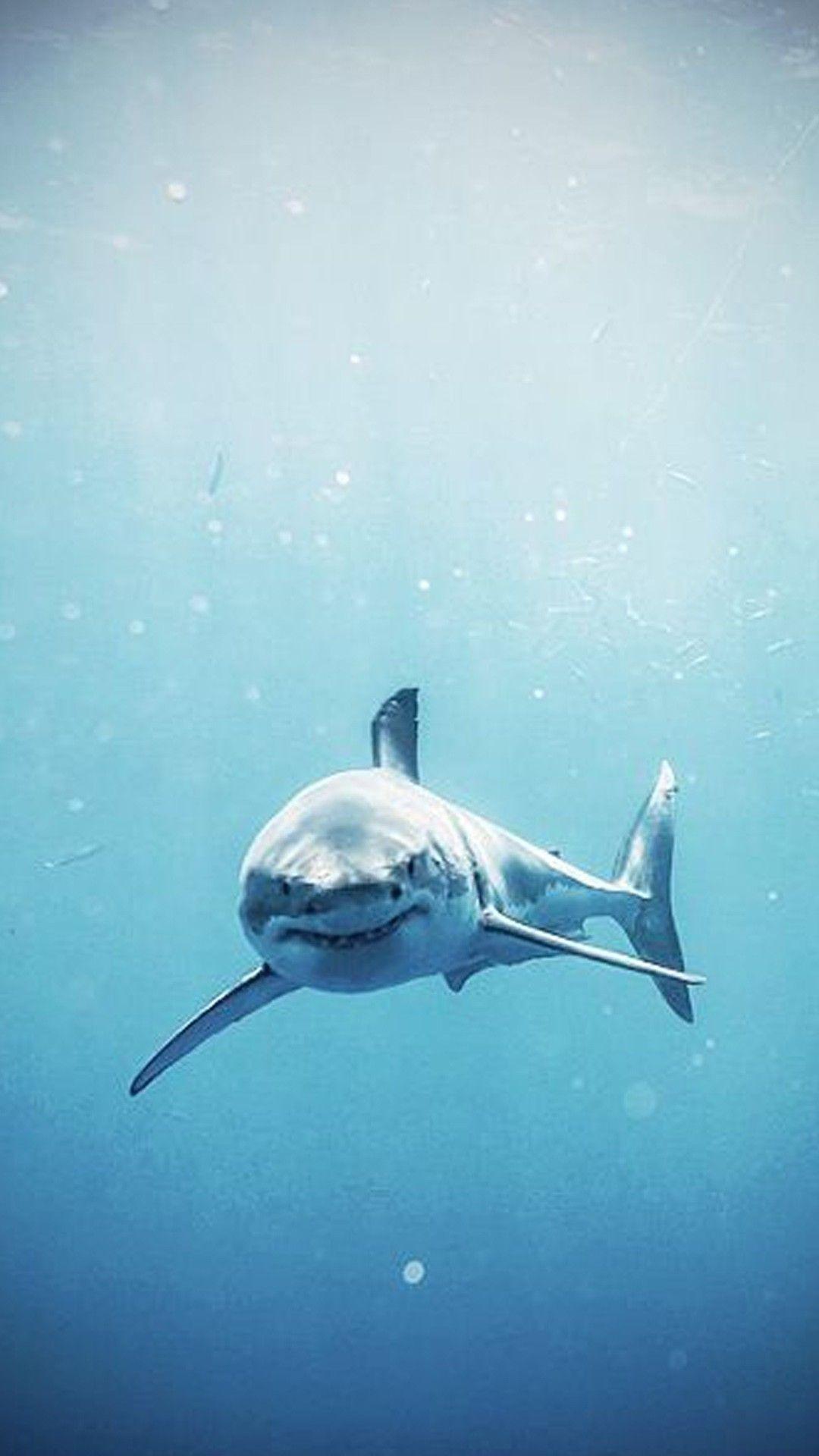 1080x1920 Shark iPhone Wallpaper