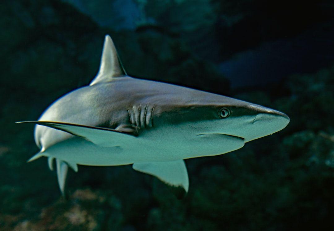 Black Shark Desktop Wallpapers - Top Free Black Shark Desktop
