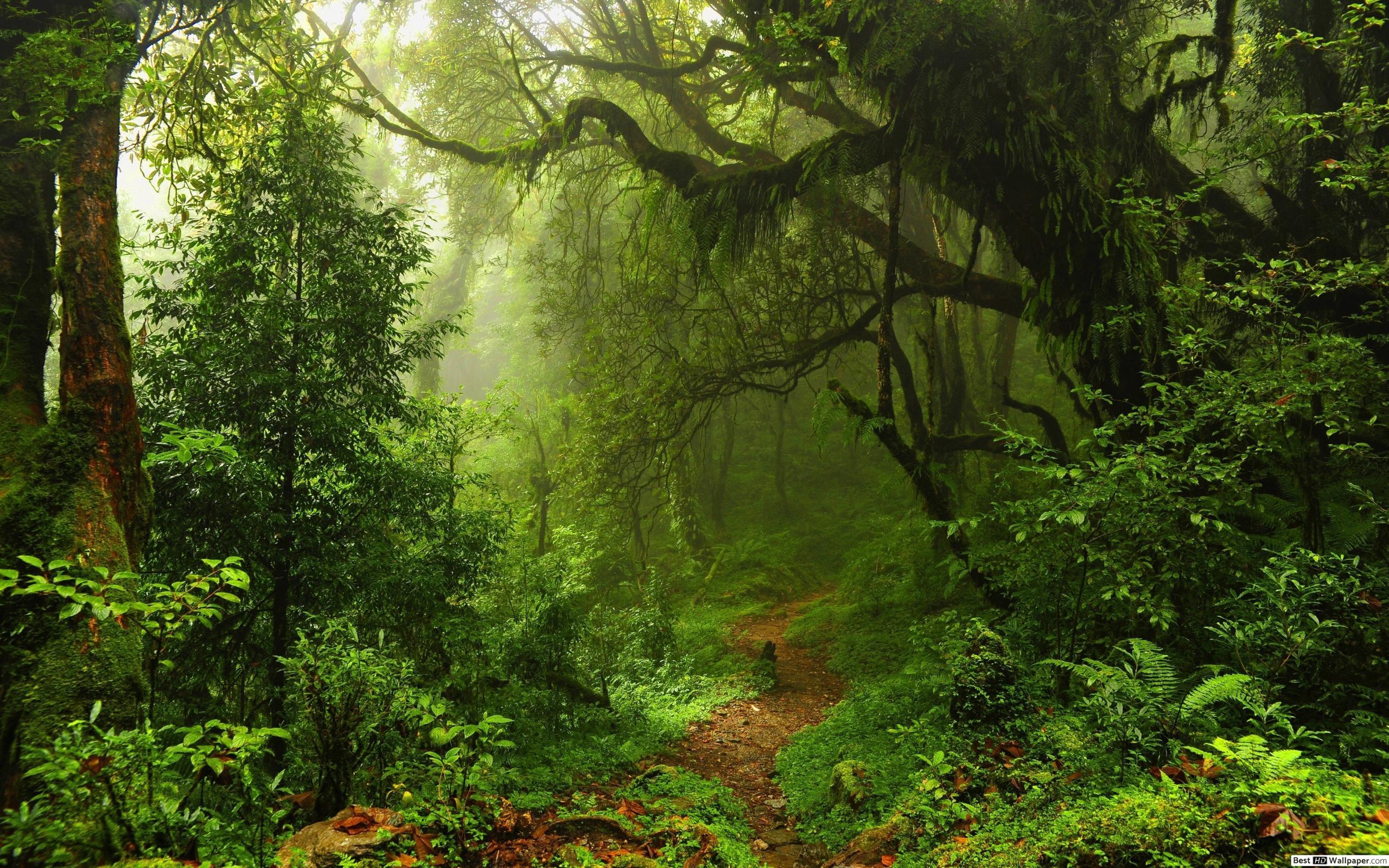 2560x1600 Path in Wild Green Forest HD wallpaper download