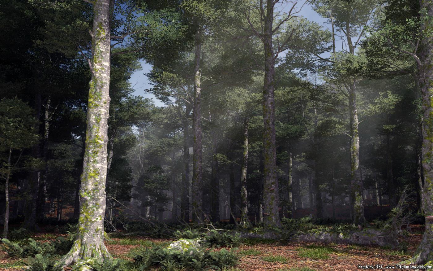 1400x875 Category wallpaper, p > 1400x Wild forest