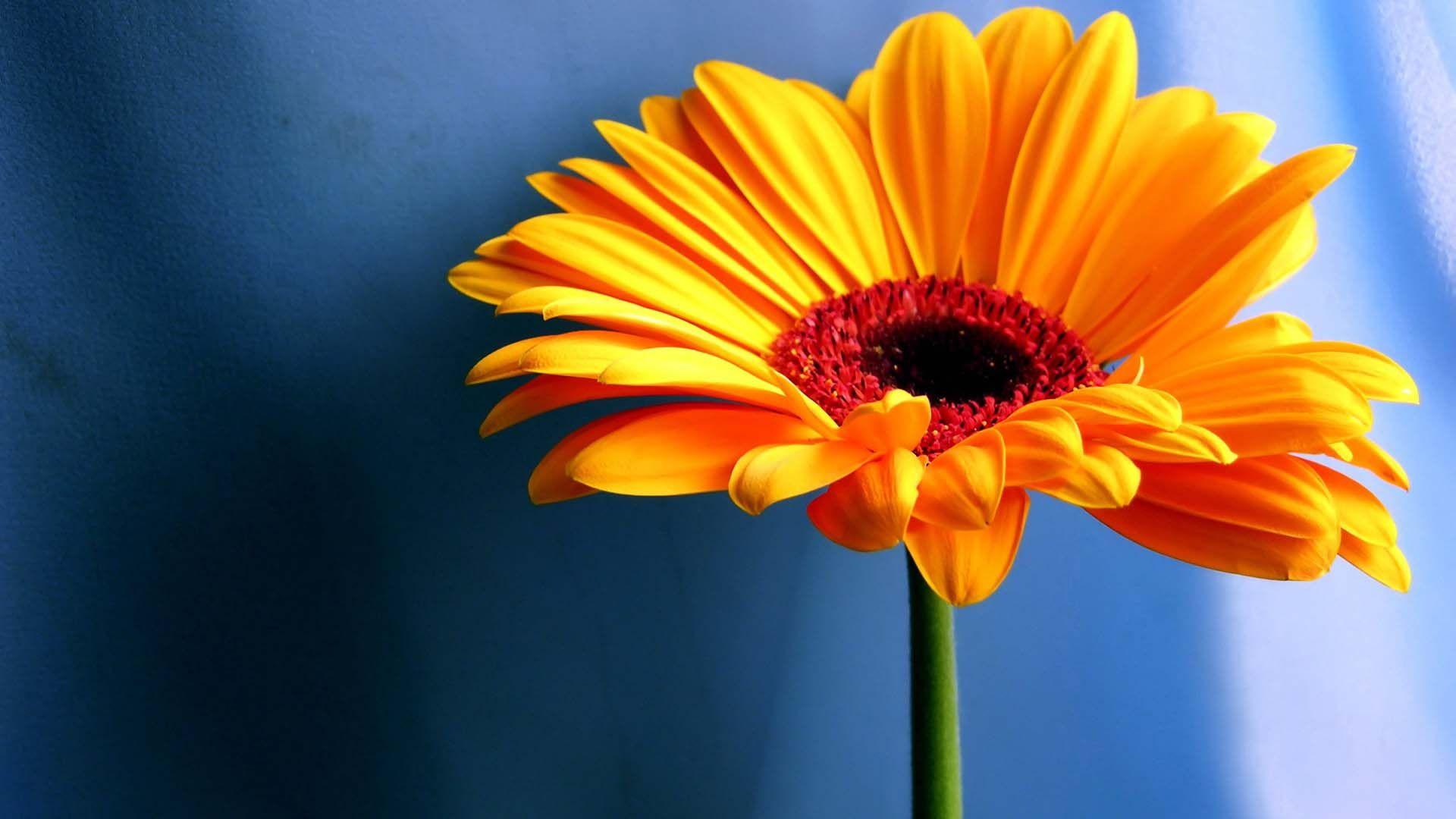 1920x1080 Sunflower Pure Thoughts HD Wallpaper Background Image