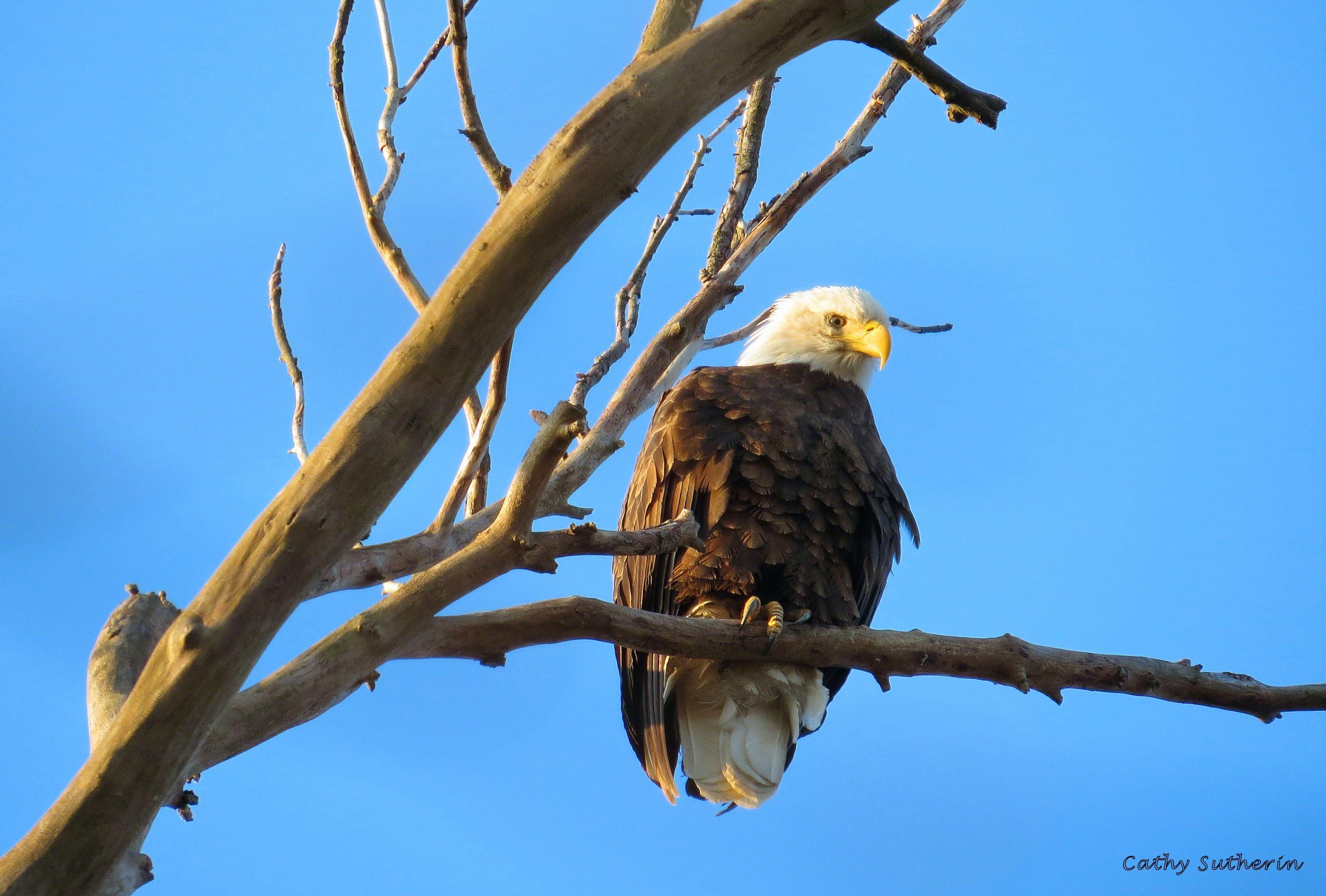 3635x2456 Other: Proud American Beak Holiday Branch Liberty Eagle Limb Nature