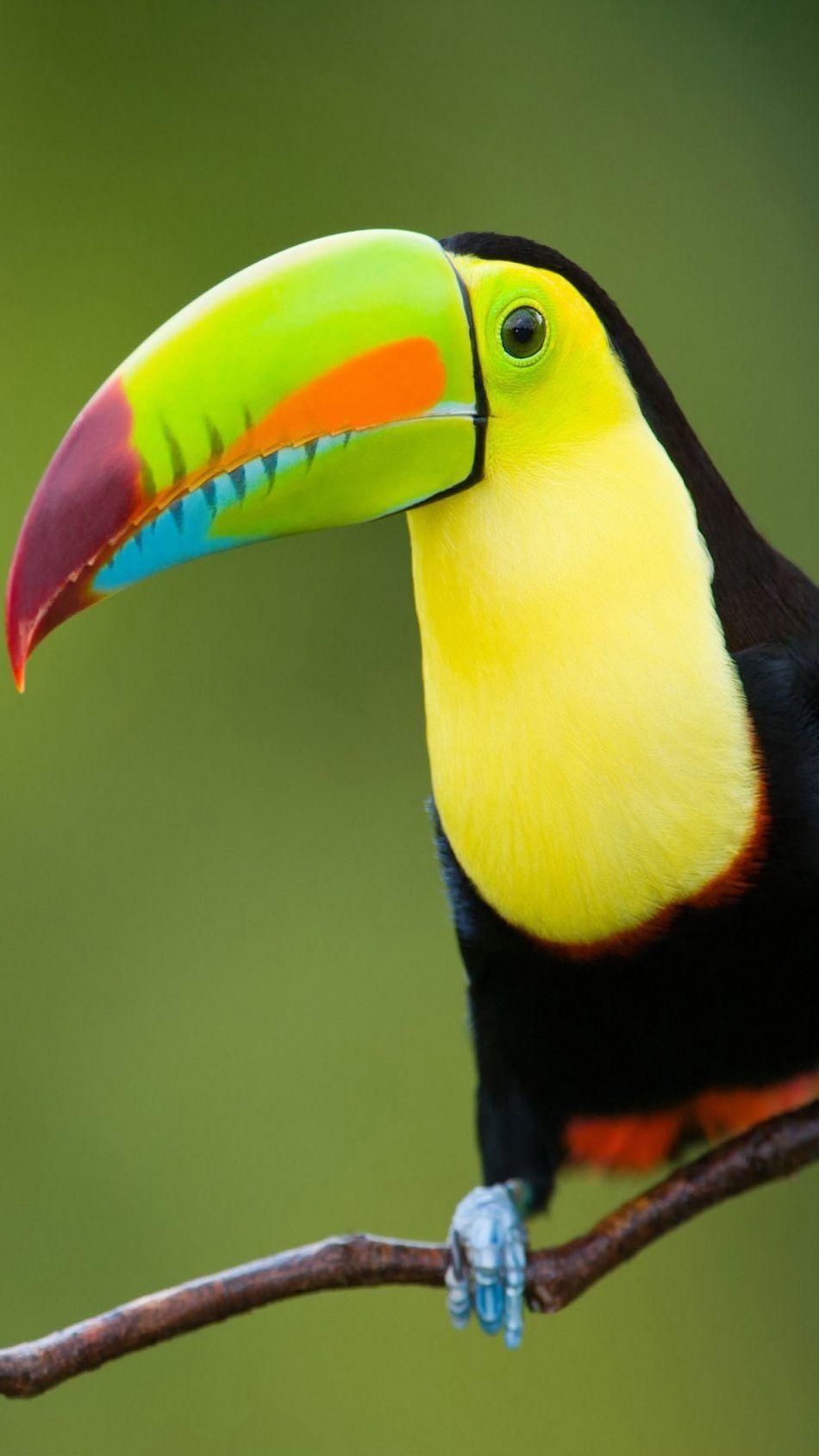 950x1689 Toucan Bird 4K Ultra HD Mobile Wallpaper. Puffins bird, Rainforest birds, Pet birds