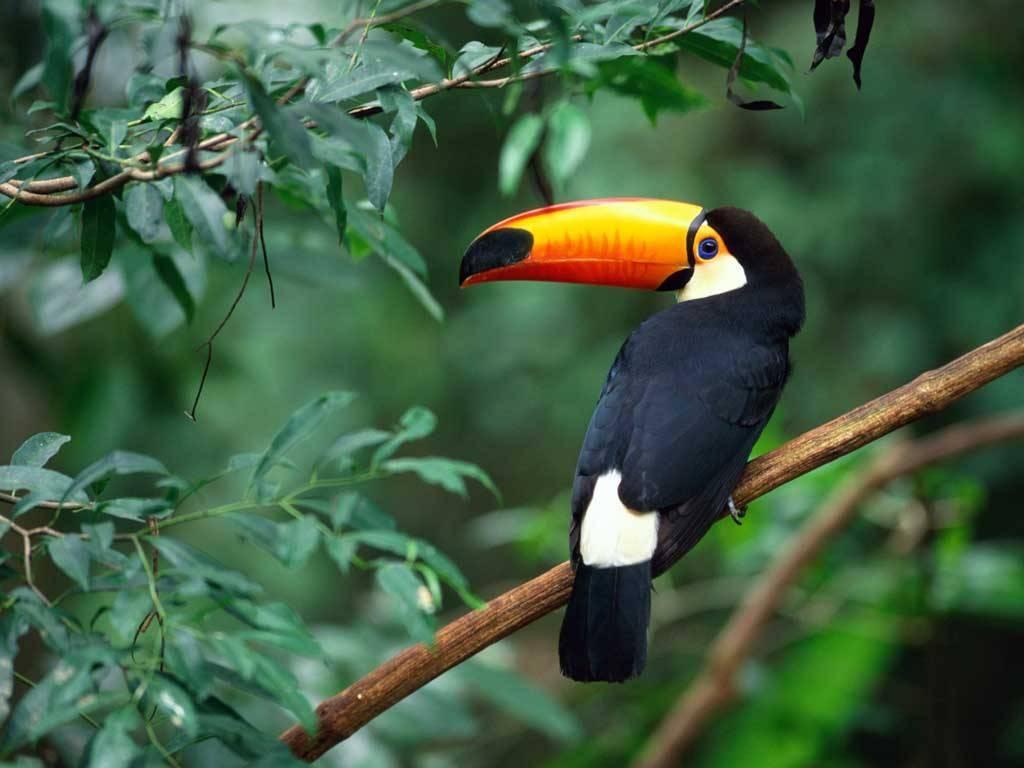 1024x768 Toucan Bird Live Wallpaper for Android