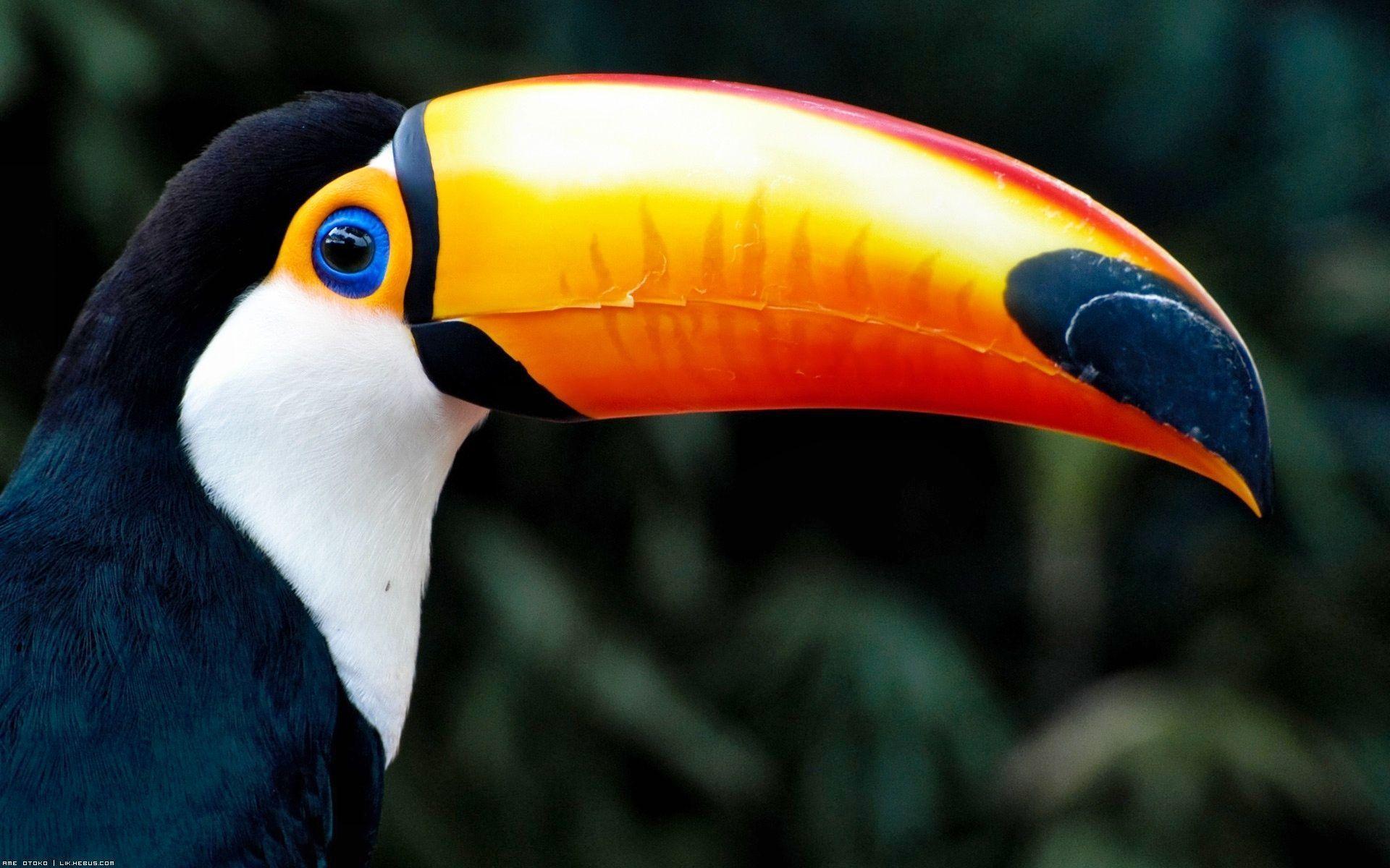 1920x1200 Toucan Wallpaper