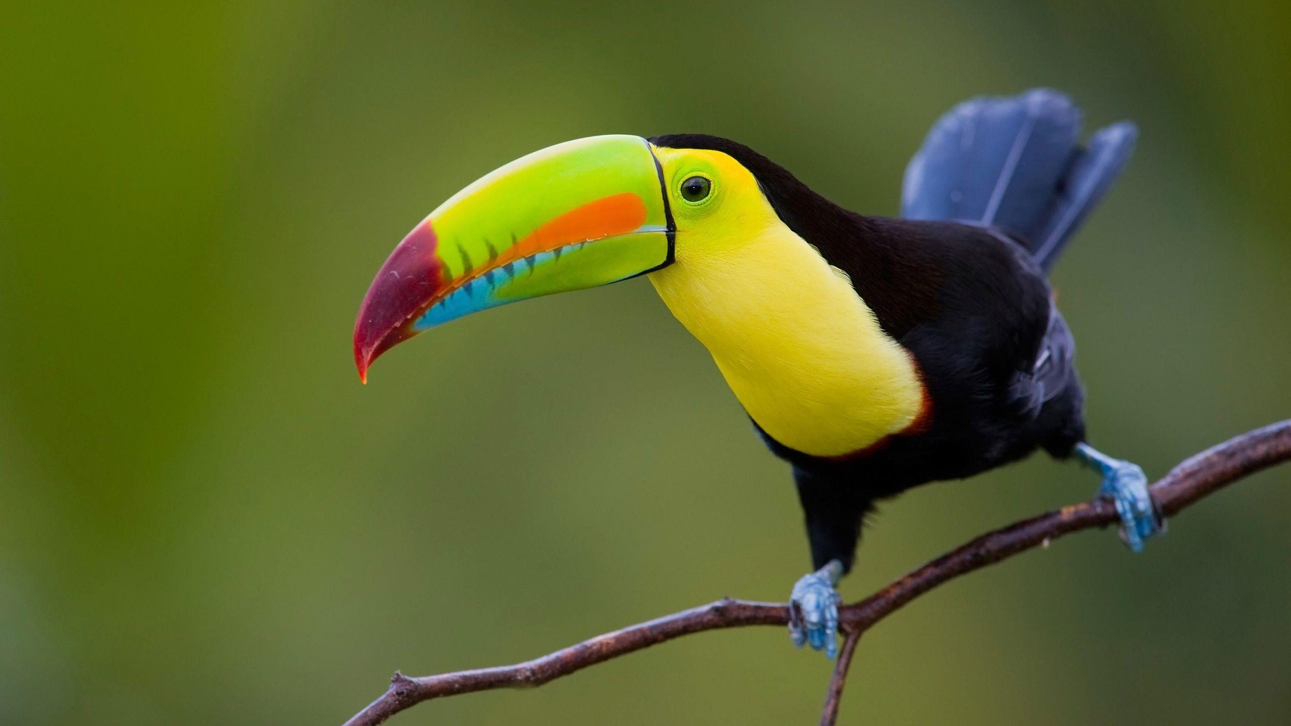 Toucan Bird Wallpapers - Top Free Toucan Bird Backgrounds - WallpaperAccess