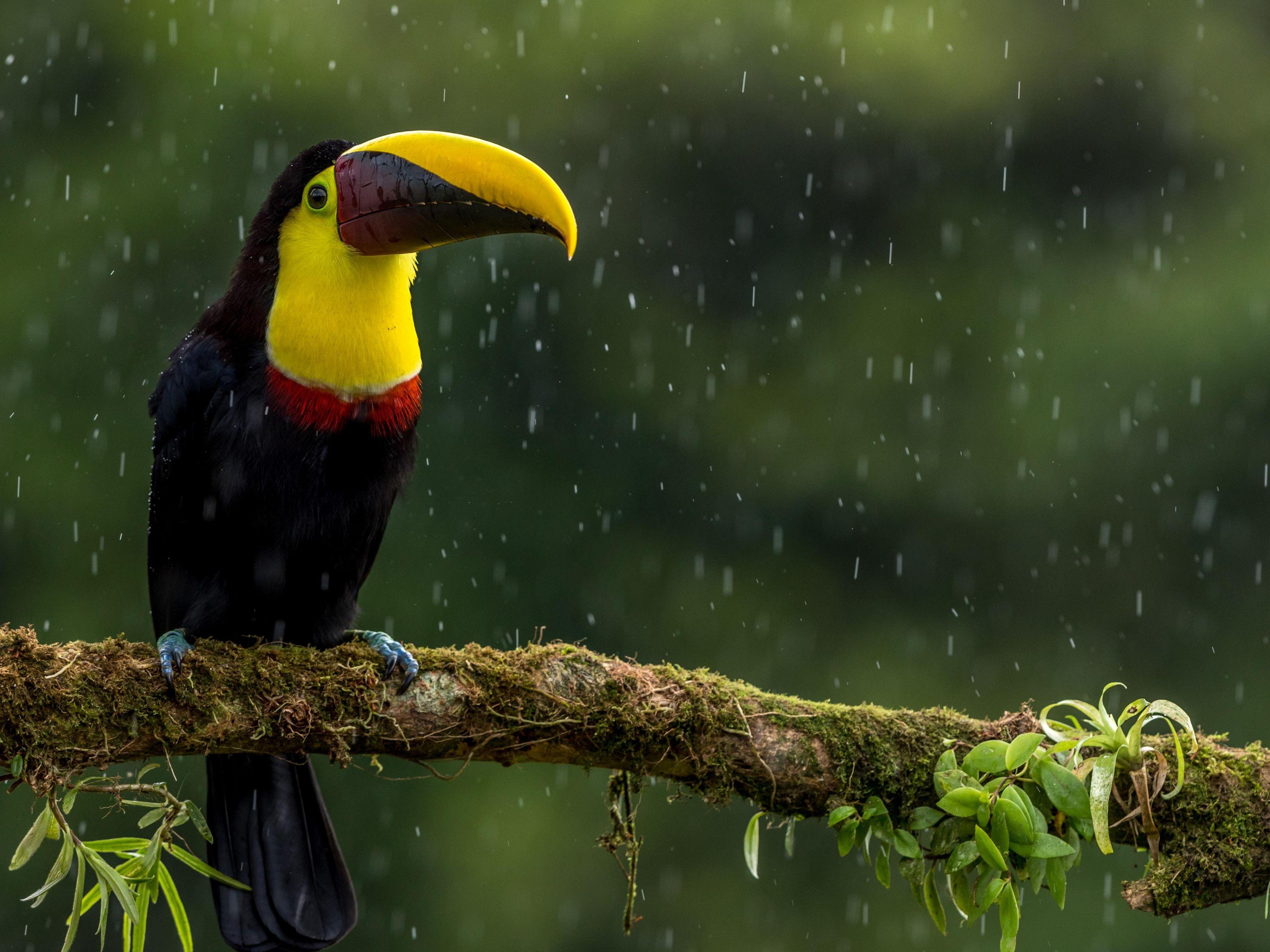 3200x2400 wallpaper toucan, bird, beak, color, branch, exotic HD : Widescreen : High Definition