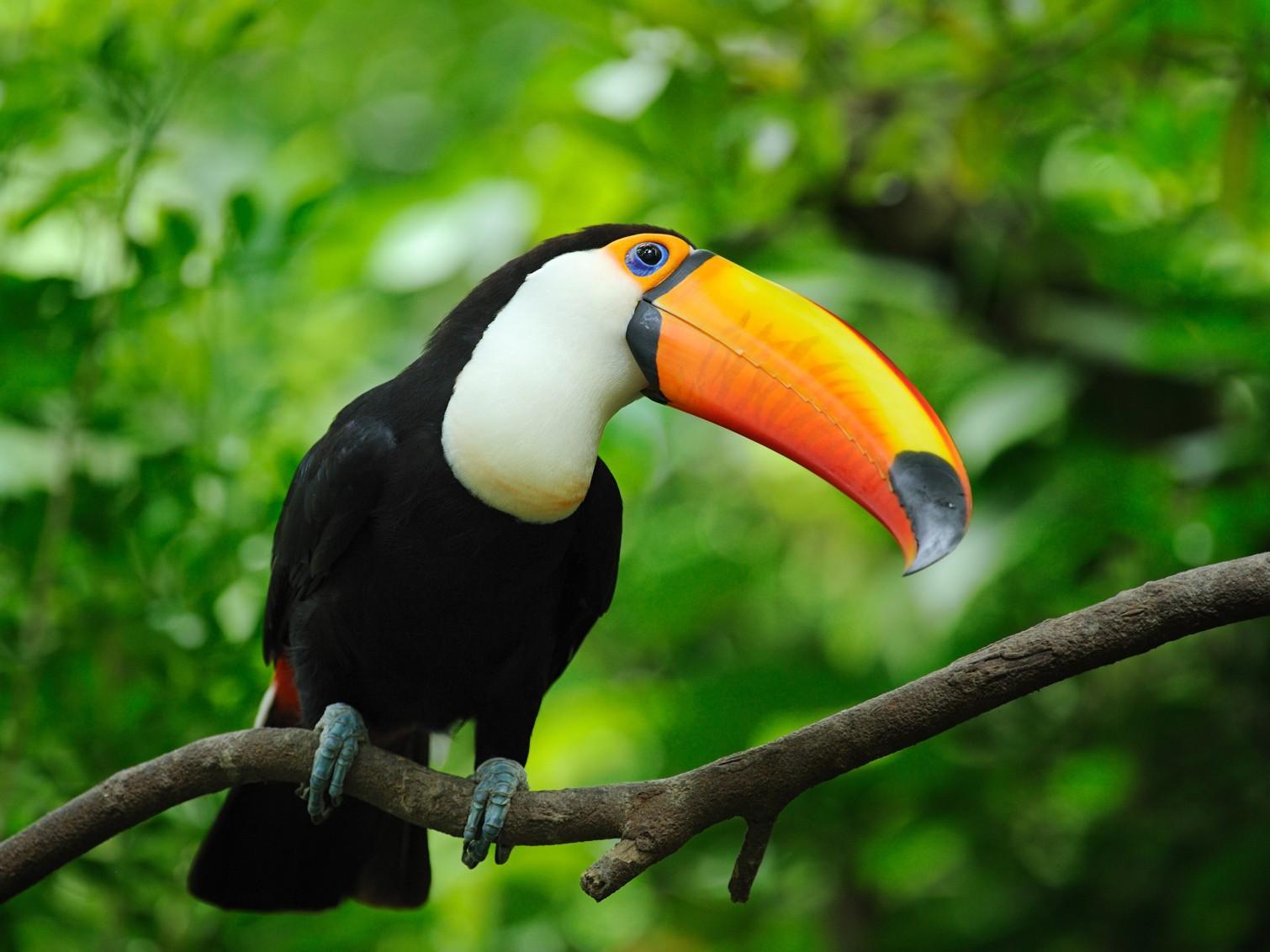 1510x1133 Toucan Bird Live Wallpaper for Android