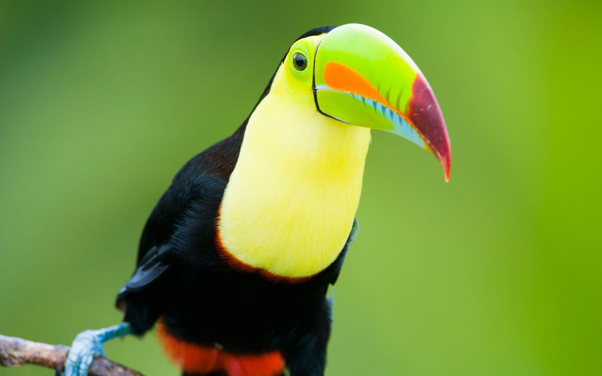 2560x1600 Toucan Bird HD Wallpaper
