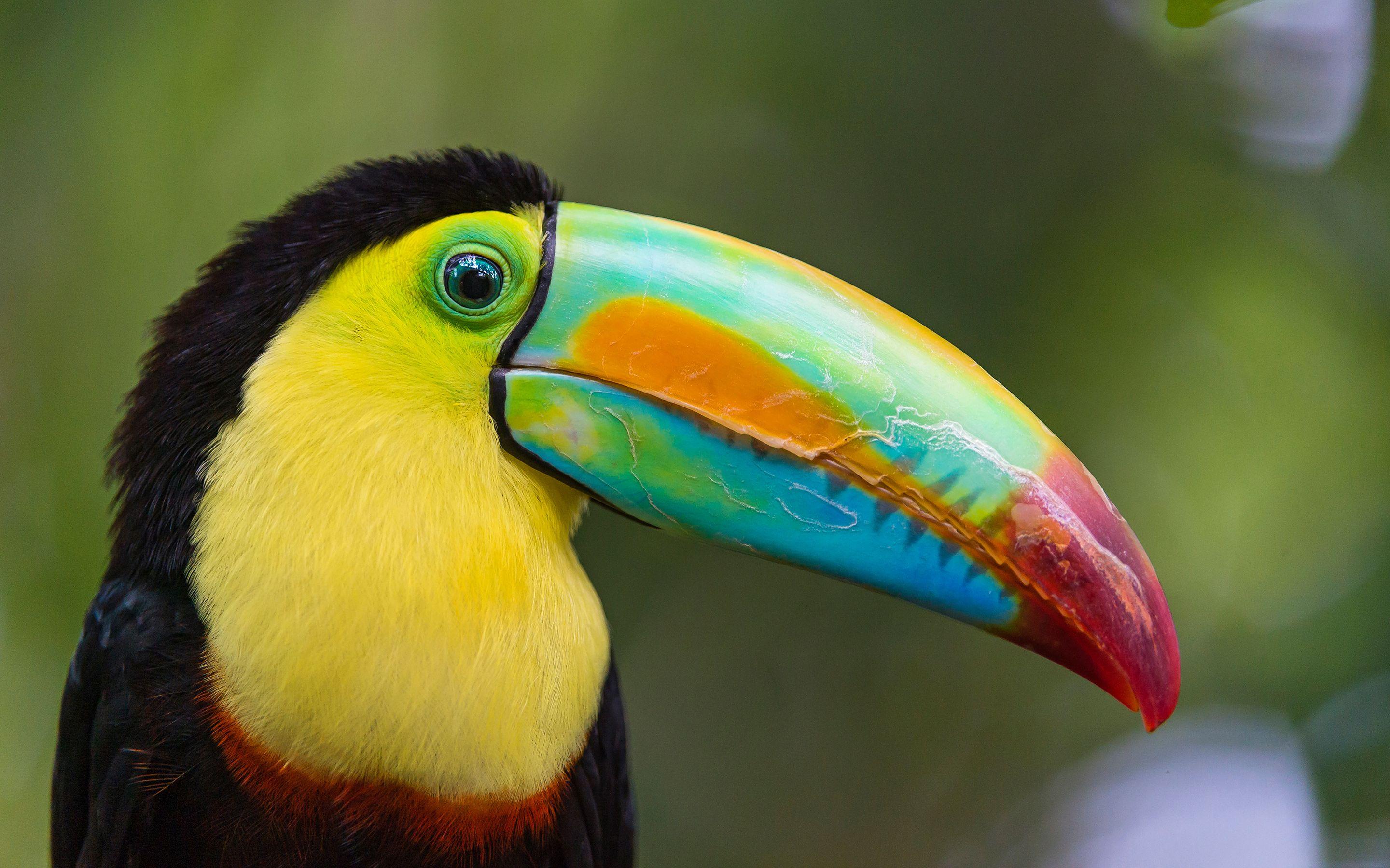 2880x1800 Toucan Bird 19907 2880x1800px