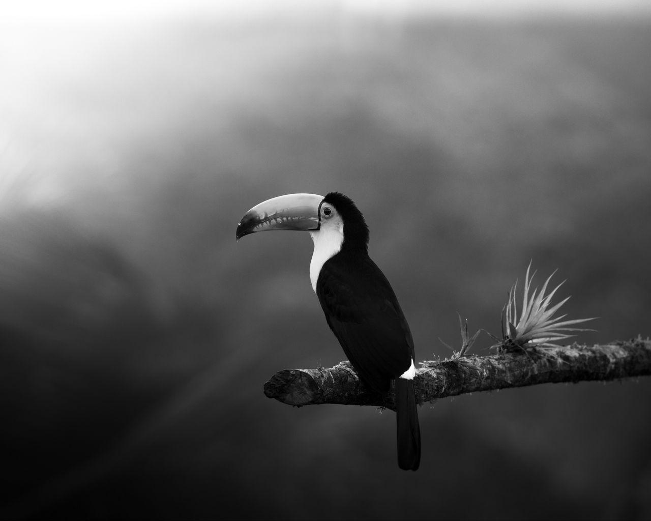 1280x1024 Download wallpaper 1280x1024 toucan, bird, bw, beak, branch standard 5:4 HD background