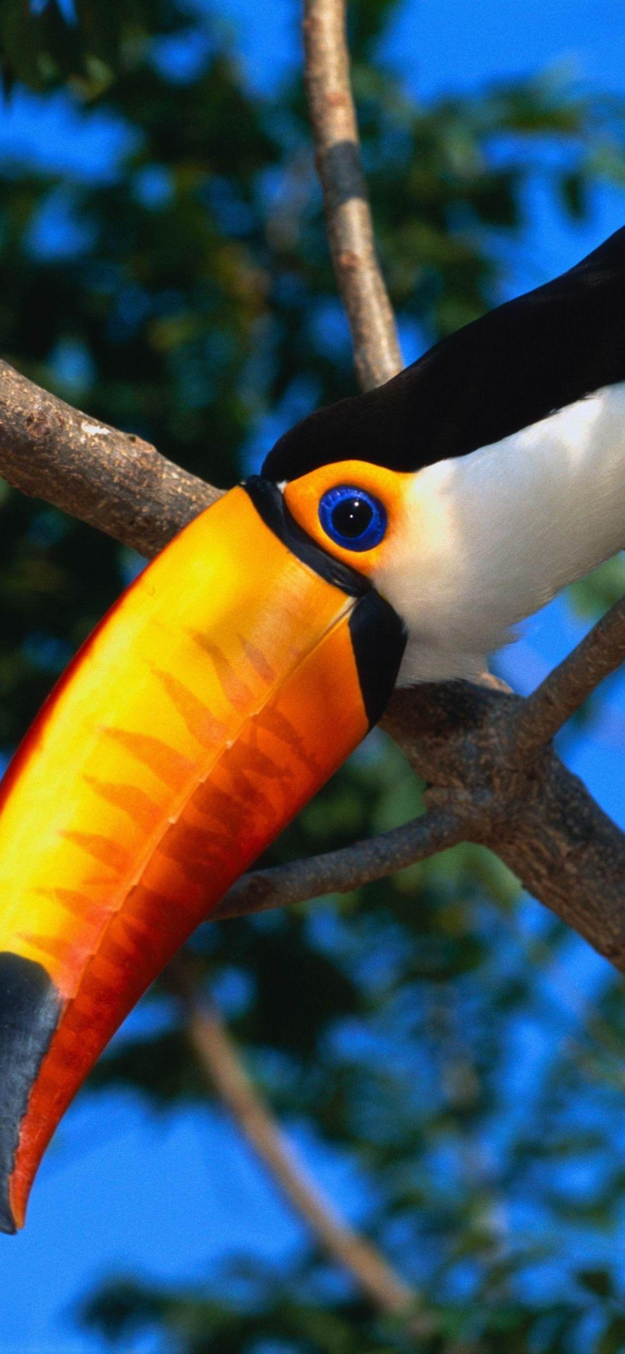 1242x2688 Toucan, Bird, Beak, Tree 1242x2688 IPhone 11 Pro XS Max Wallpaper, Background, Picture, Image