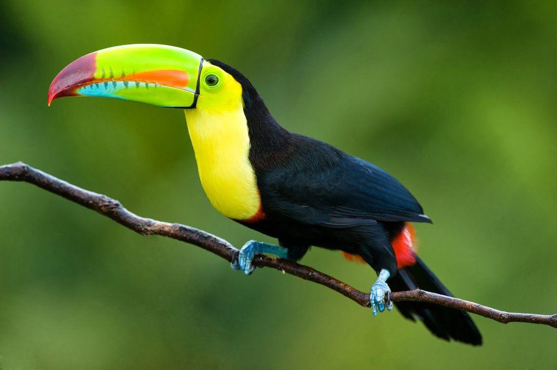 1100x731 Animals World: wallpaper of animal toucan bird tattoos poster