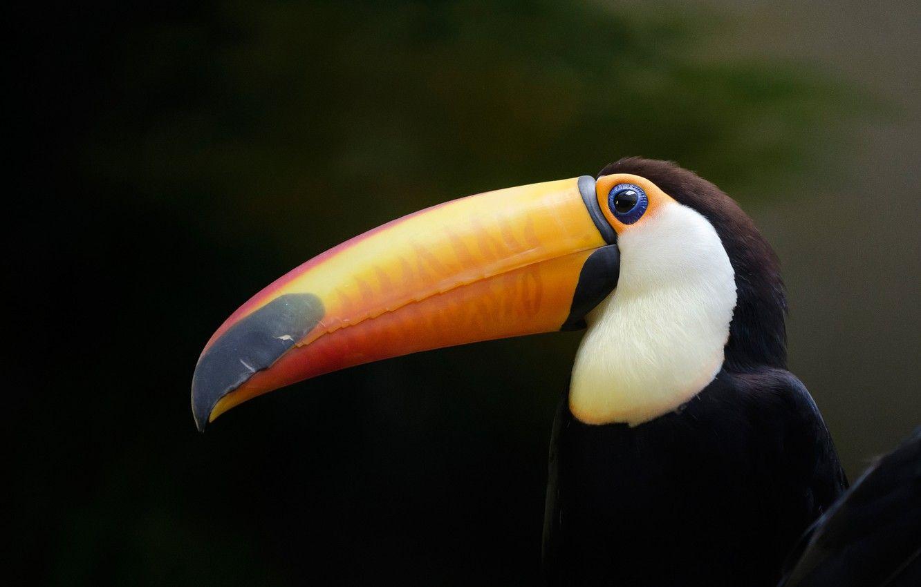 1332x850 Wallpaper bird, beak, Toucan image for desktop, section животные