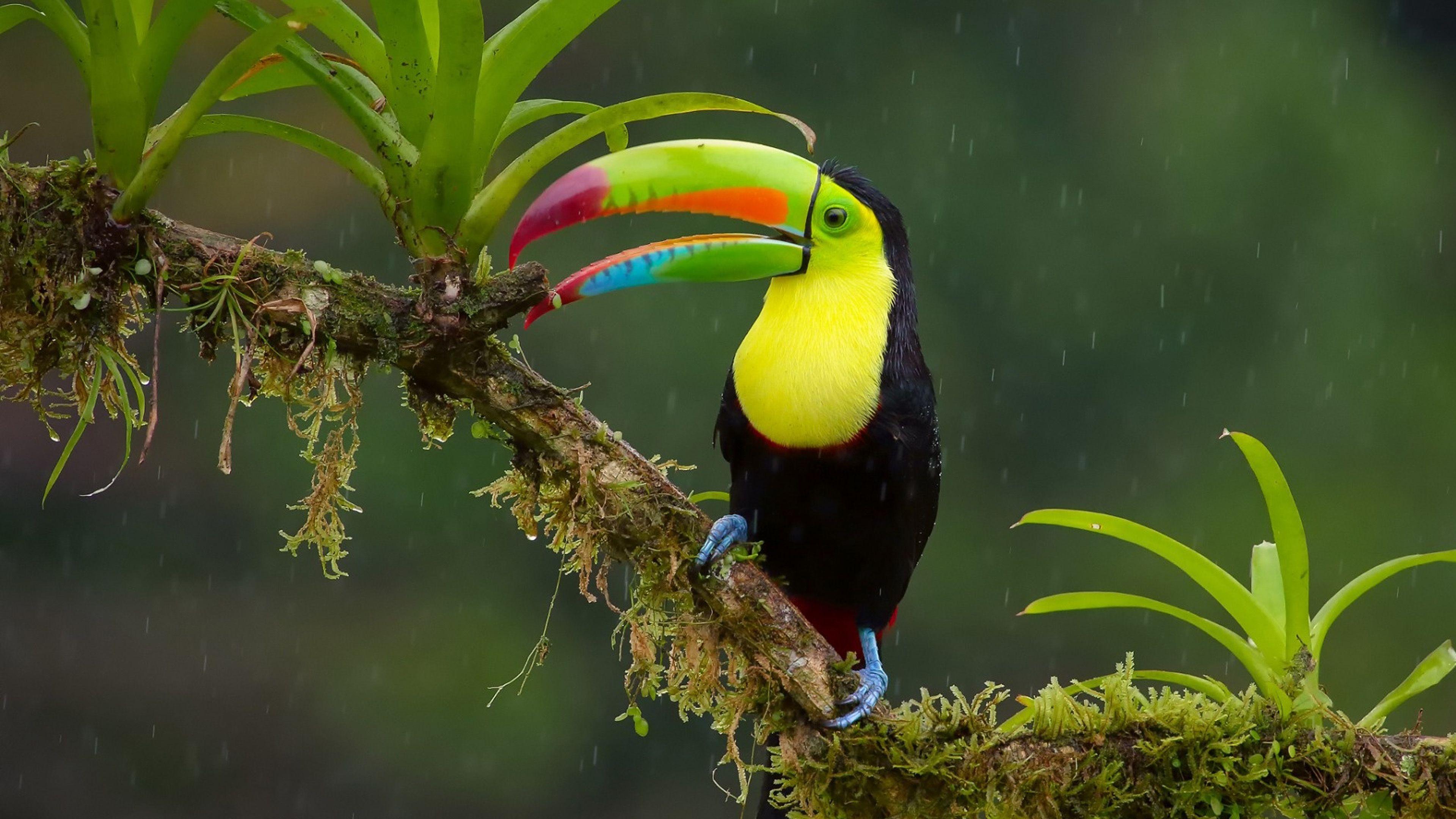 3840x2160 Toucan Bird Wallpaper HD Widescreen 3840x2400 :