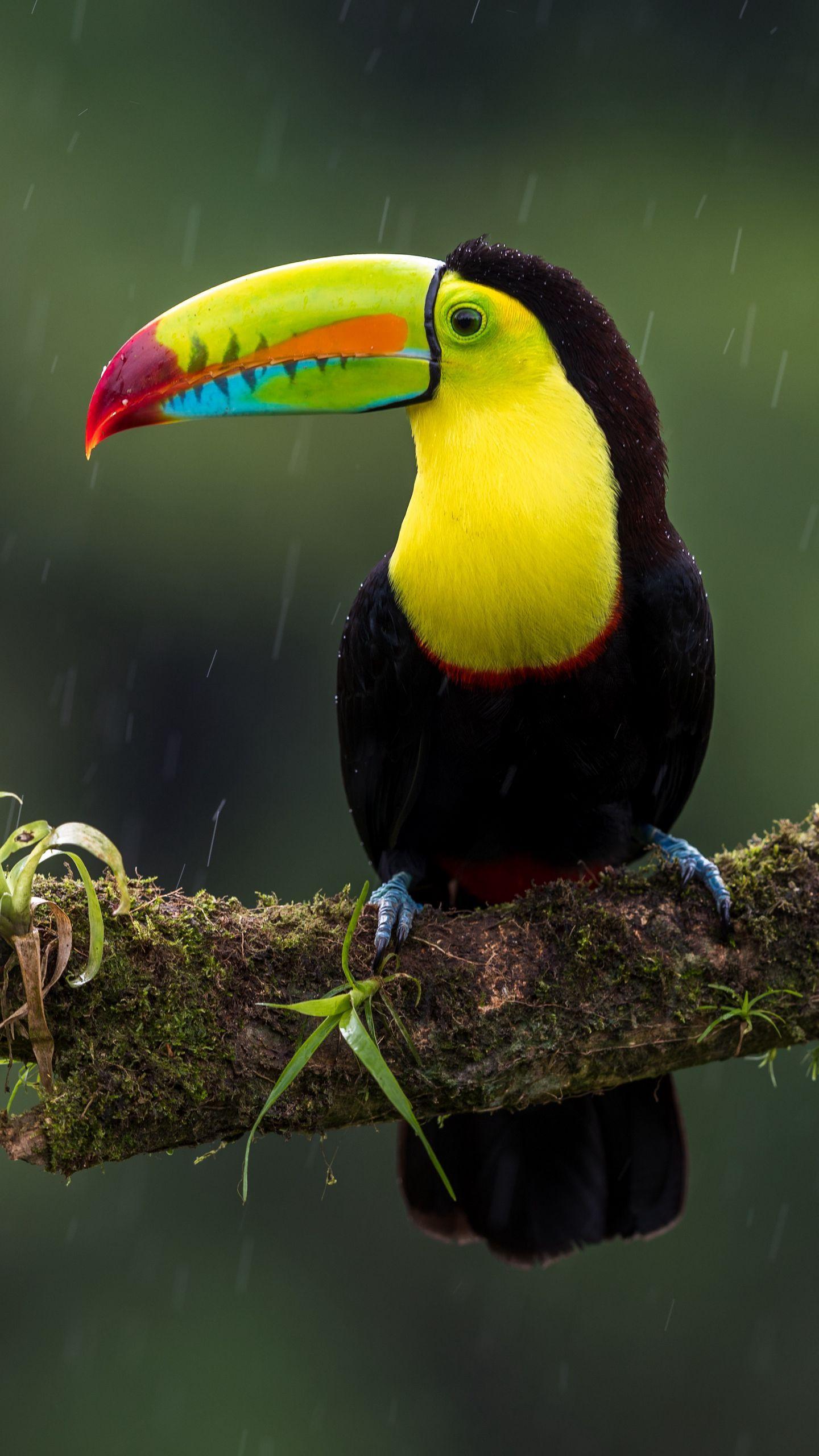 1440x2560 Download wallpaper 1440x2560 toucan, bird, branch, colorful, exotic qhd samsung galaxy s s edge, note, lg g4 HD background