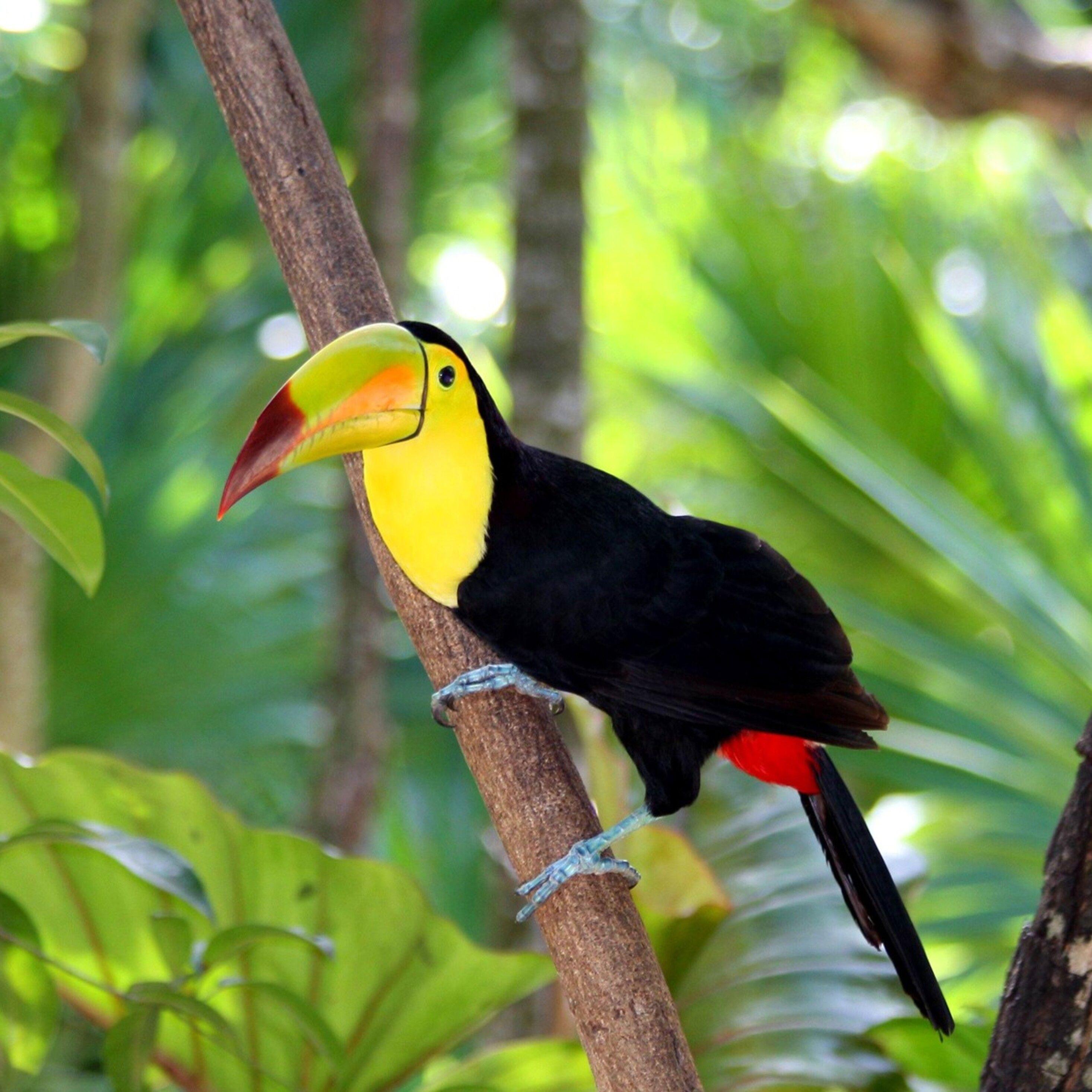 2932x2932 Toucan Bird Forest iPad Pro Retina Display HD 4k Wallpaper, Image, Background, Photo and Picture