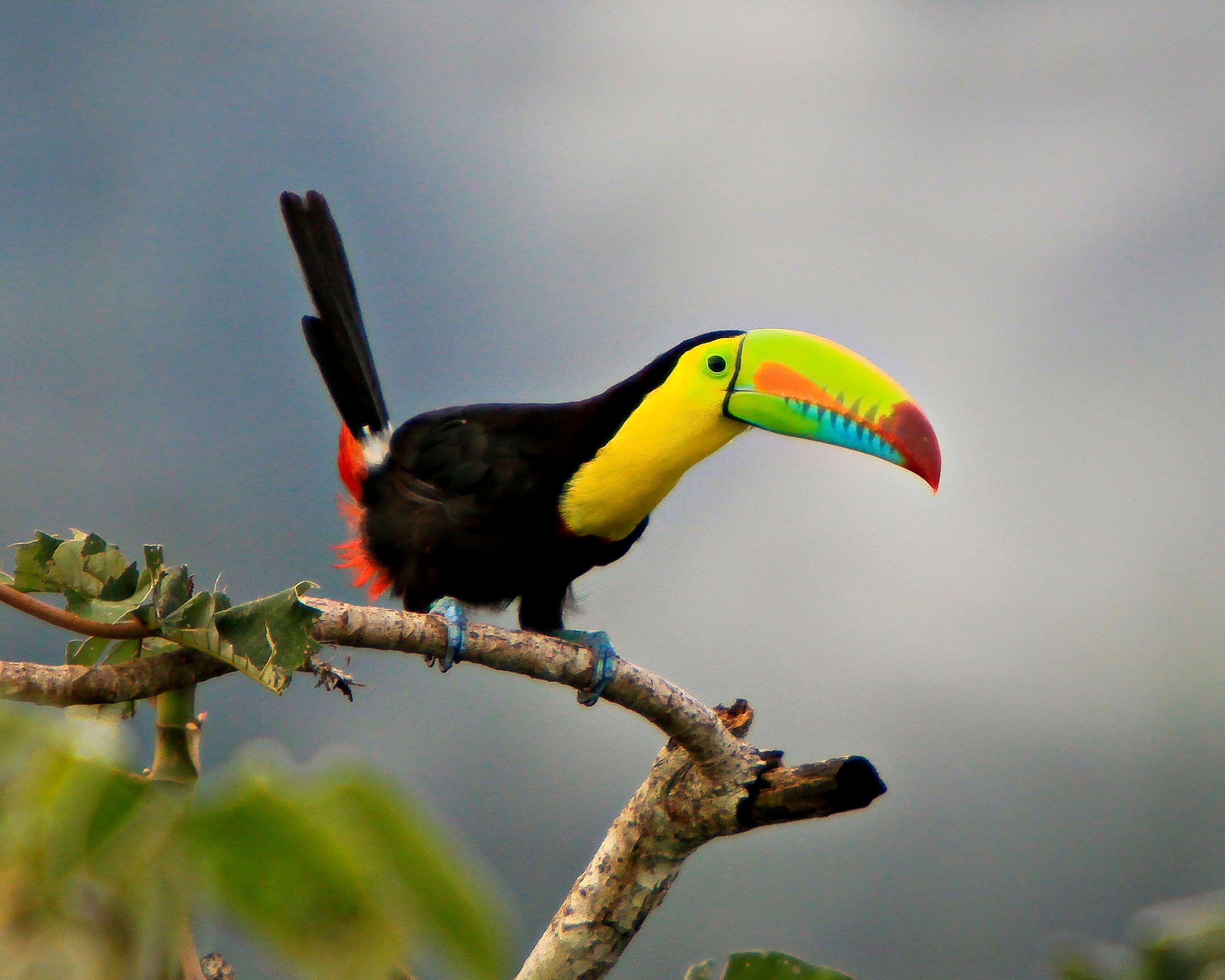 3000x2400 Toucan Bird Wide Wallpaper Picture 49698 3000x2400px