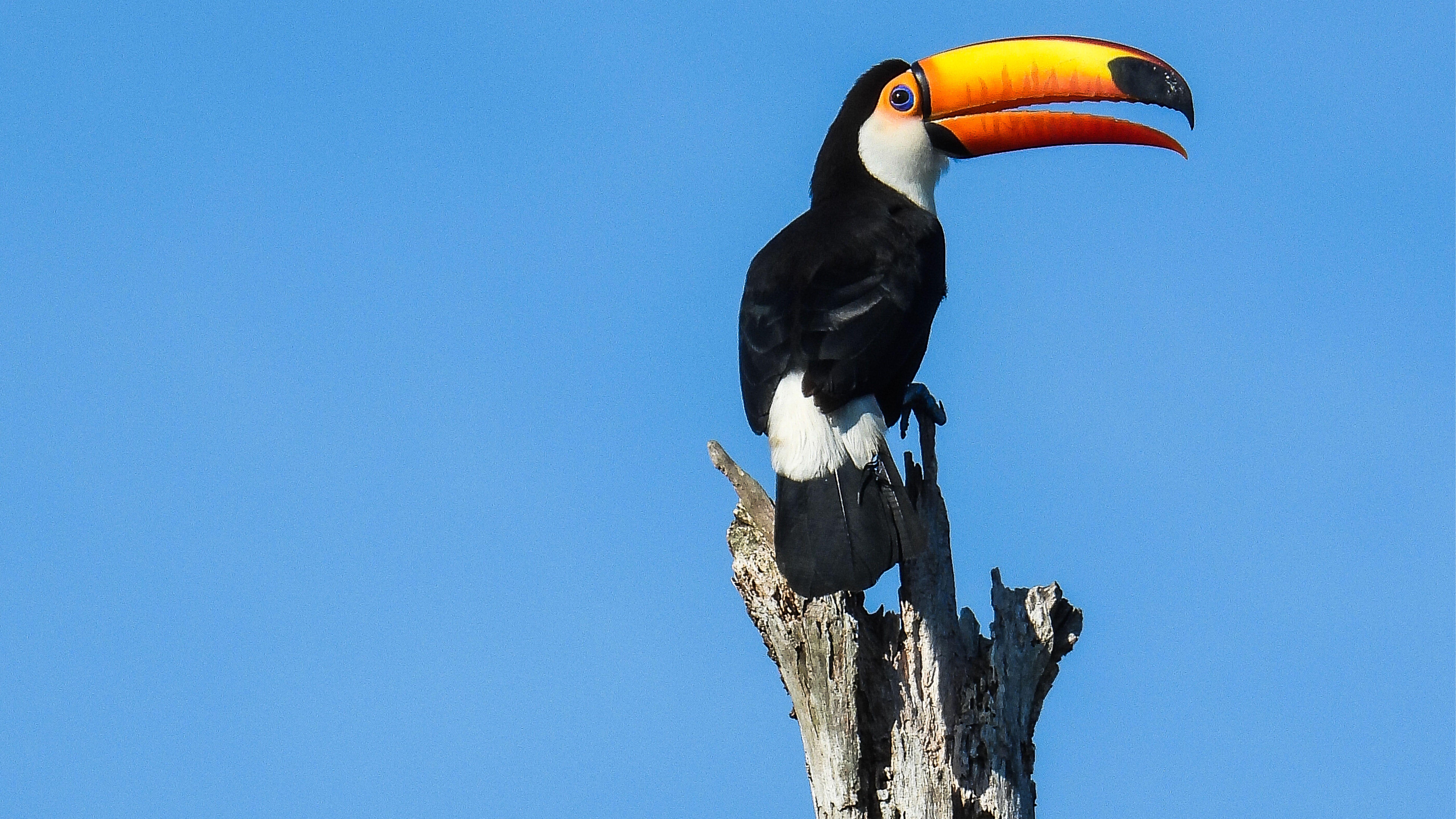 7680x4320 Toucan Bird Blue Sky Background 4K, 5K, 8K, Desktop & Mobile Background Wallpaper