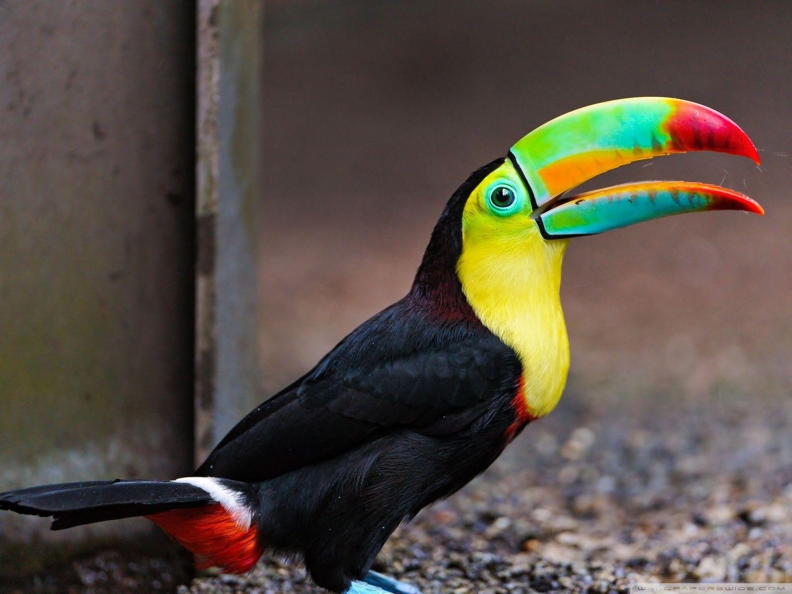 1600x1200 Toucan Bird Ultra HD Desktop Background Wallpaper for 4K UHD TV : Tablet