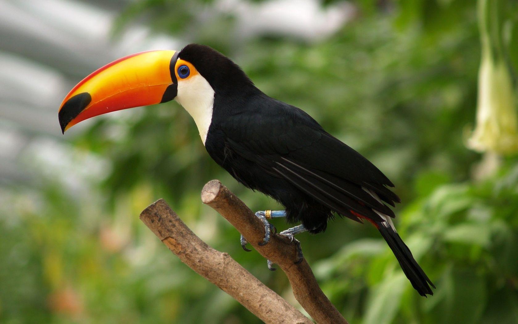 1680x1050 Toucan Bird Wallpaper