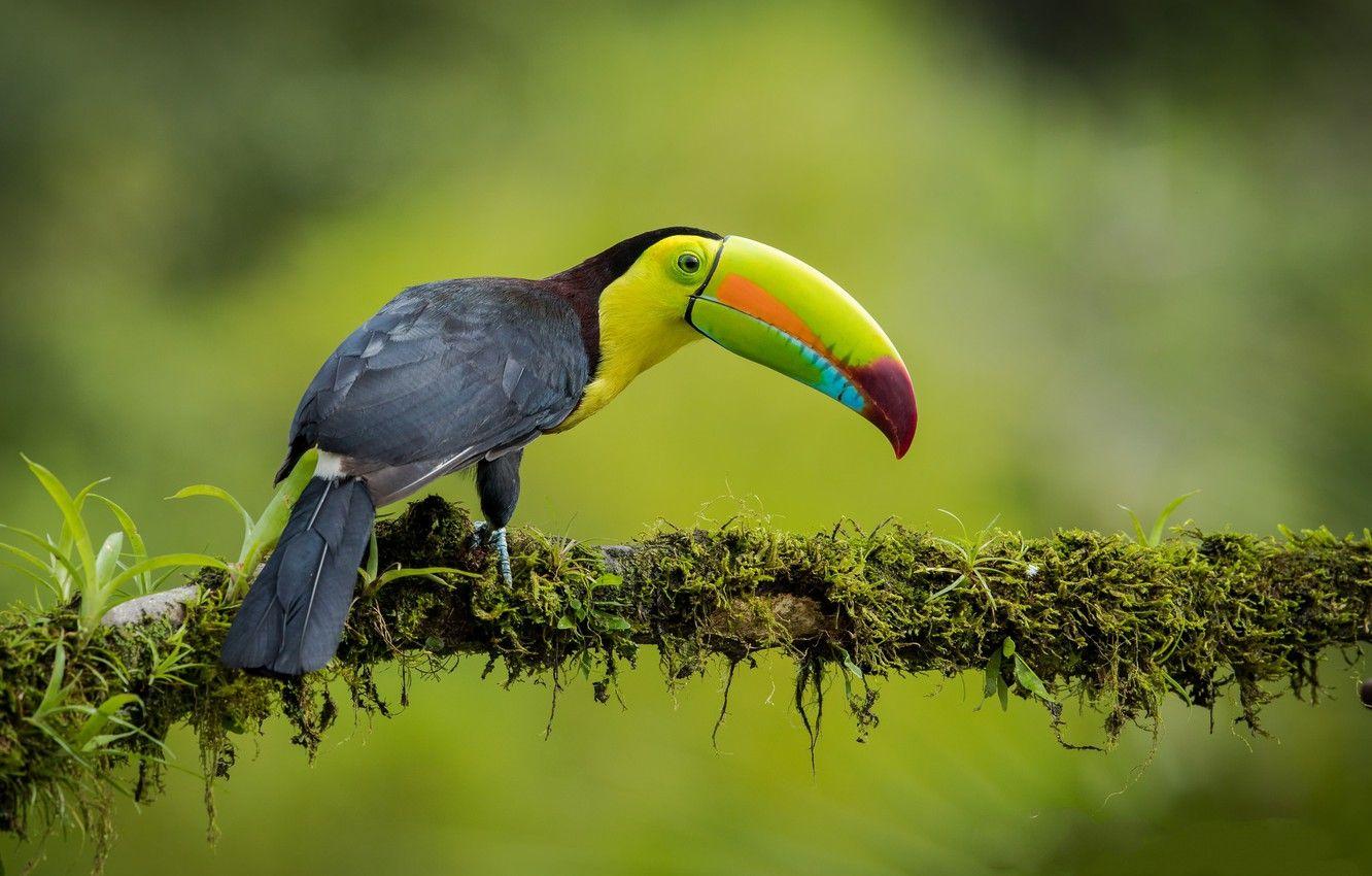 1332x850 Wallpaper jungle, branch, Toucan, bird image for desktop, section животные