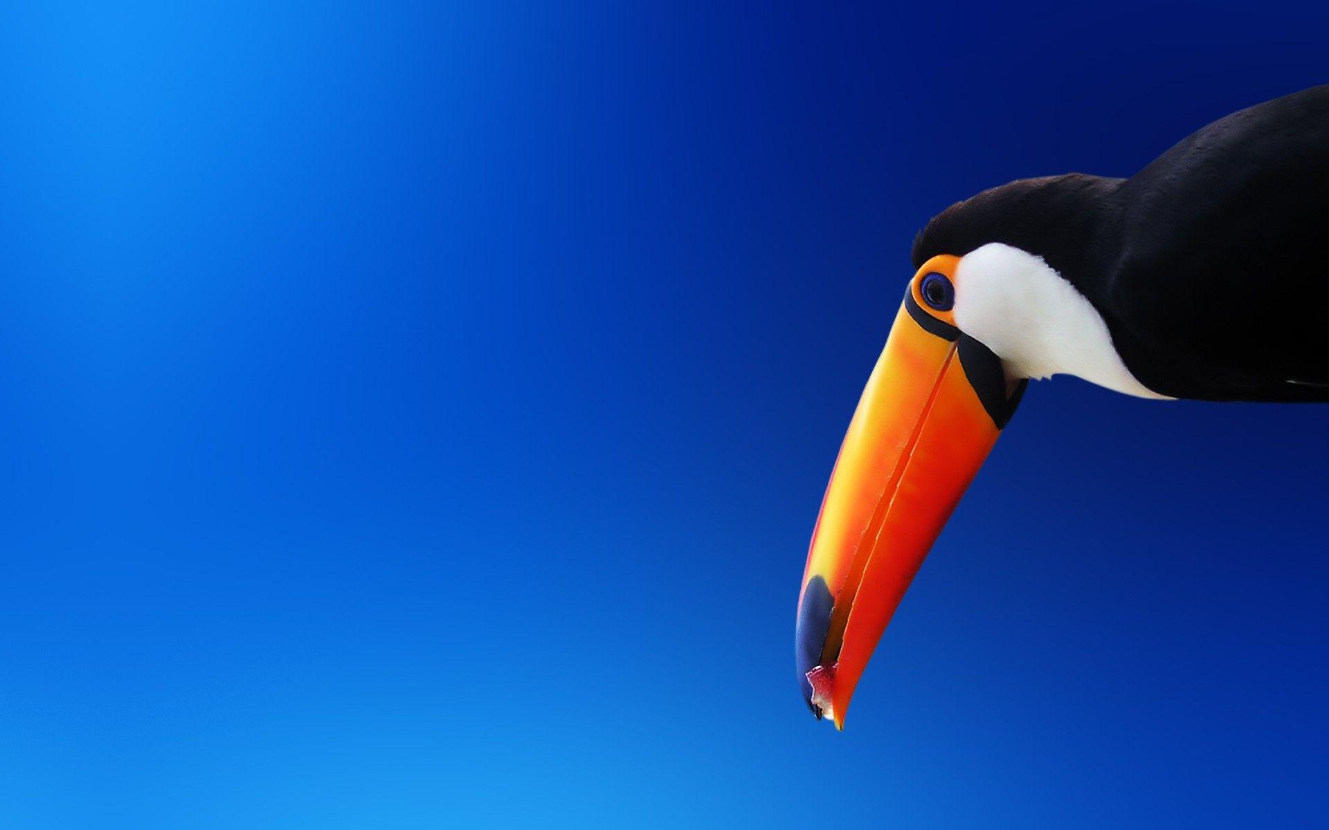 1920x1200 Toucan Bird 1366x768 Resolution HD 4k Wallpaper, Image, Background, Photo and Picture