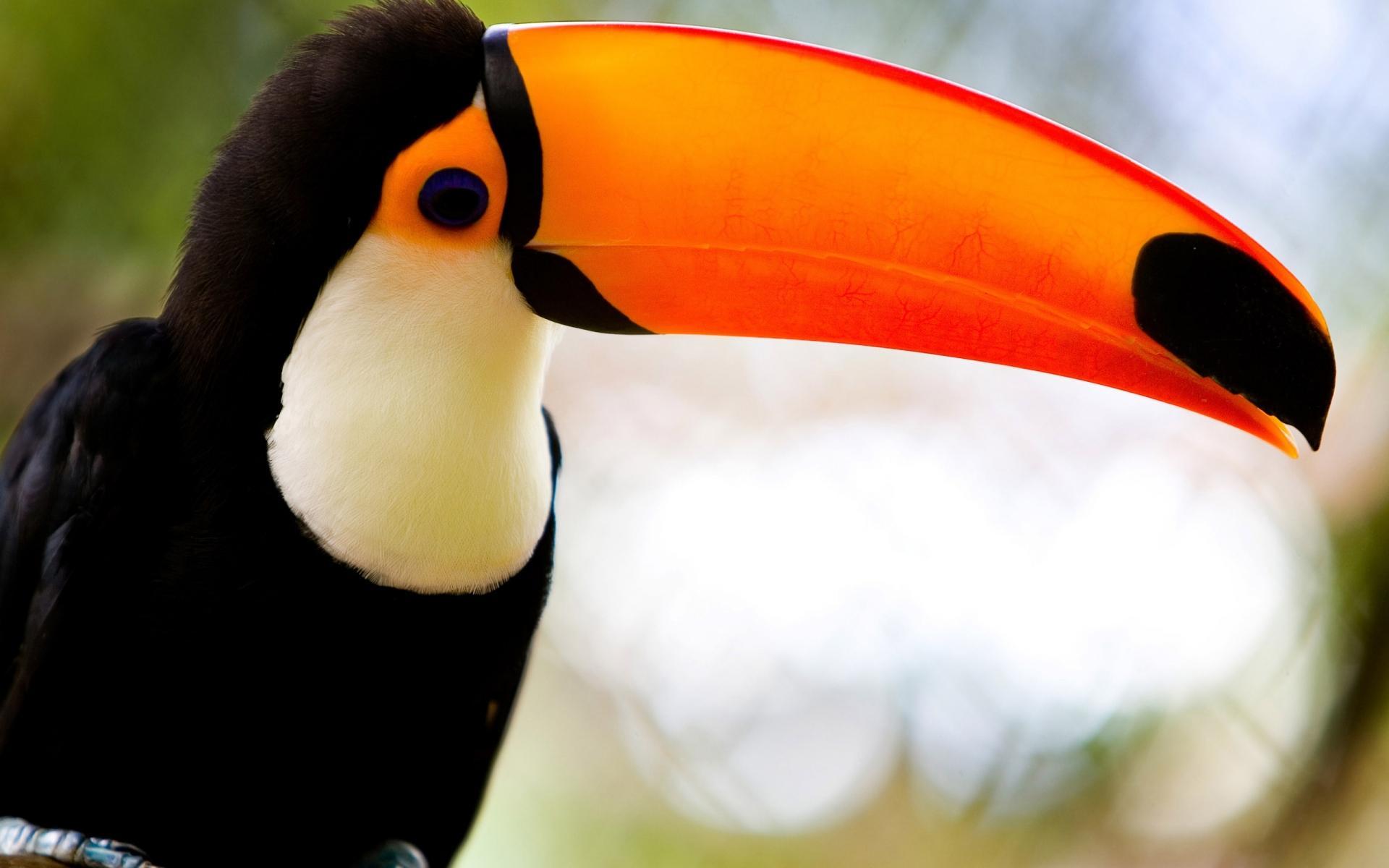 1920x1200 Toucan Bird Live Wallpaper for Android
