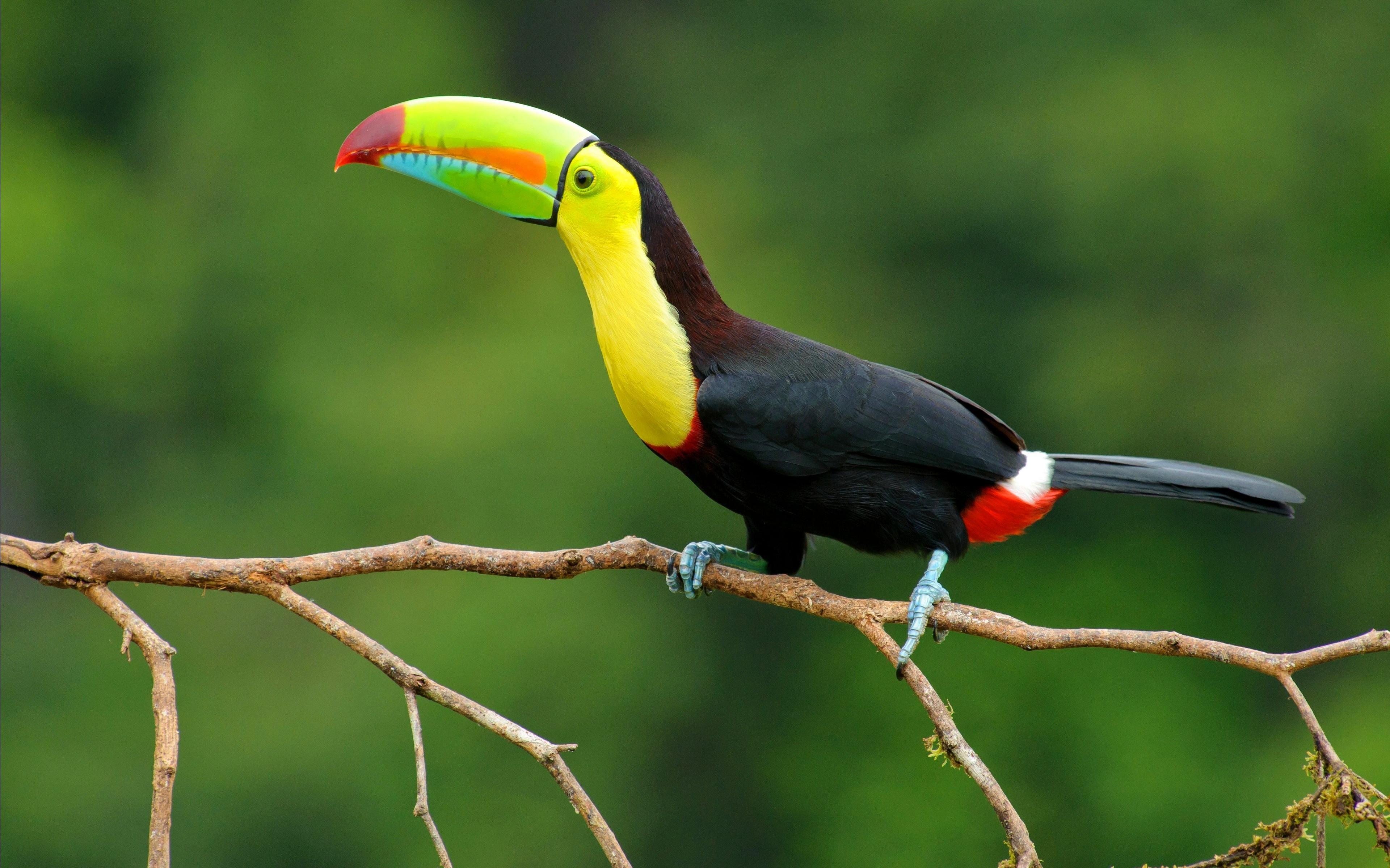 3840x2400 Keel Billed Toucan HD desktop wallpaper : Widescreen : High Definition