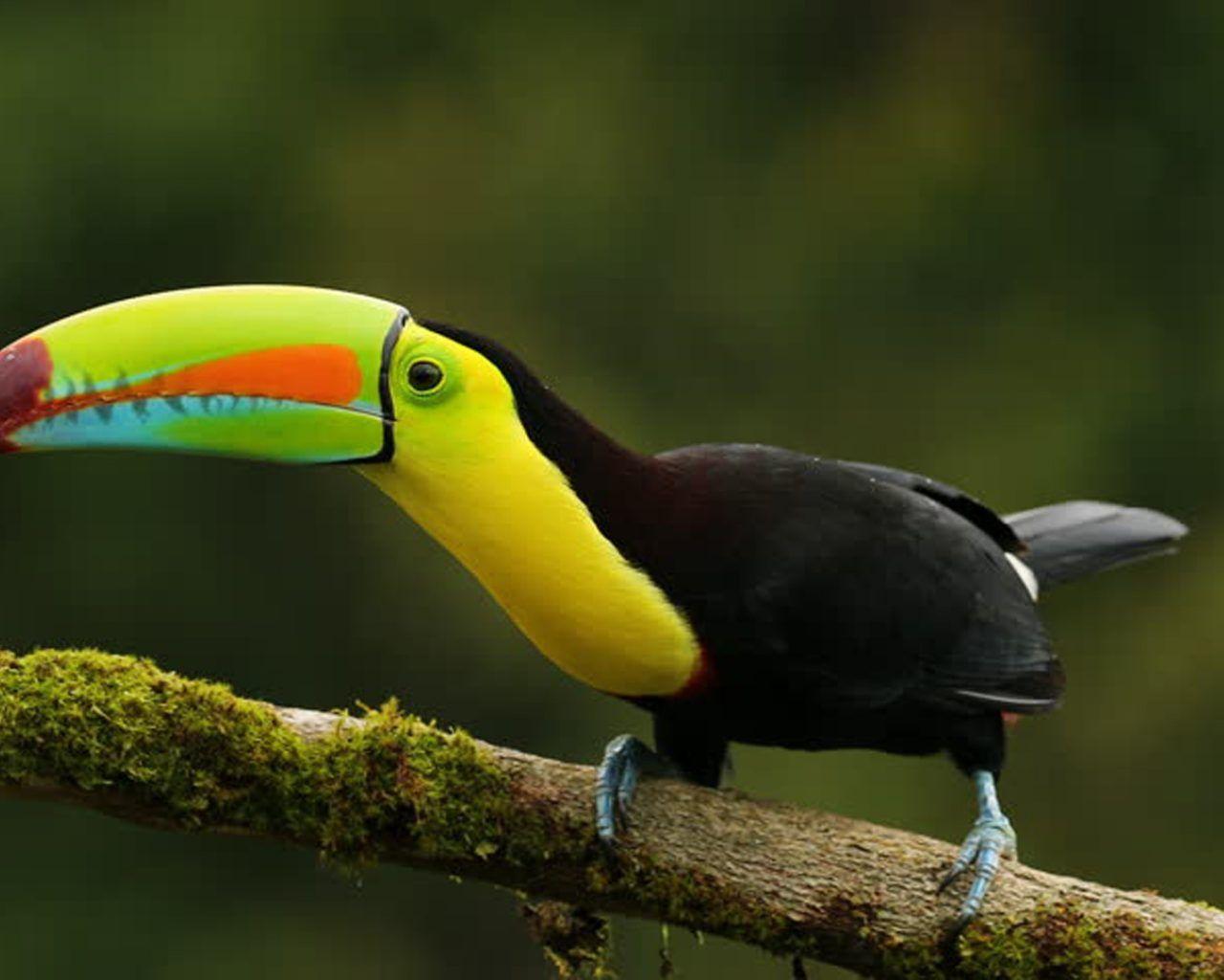 1280x1024 Keel Billed Toucan Bird Photo For Desktop Wallpaper HD 1920x1080 :