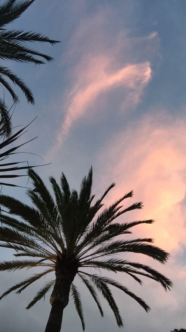 720x1280 Plamtree, Spain. Beautiful wallpaper, Aesthetic wallpaper, Small canvas art