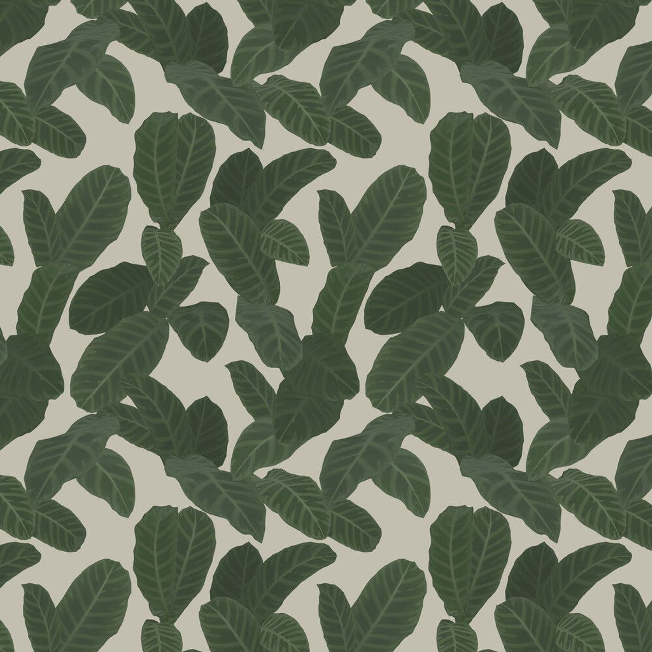 1280x1280 Galerie Ted Baker Eden Tree Leaf Green Wallpaper ED Green